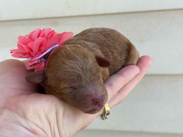 TEACUP GOLDENDOODLE PUPPIES, Precious Doodle Dogs, Teacup Doodle Dogs, Goldendoodle, Doodle Dog, Golden Doodles, Goldendoodle for sale, Goldendoodle puppies for sale, Miniature goldendoodle, goldendoodle puppies, mini goldendoodle, mini puppies, mini goldendoodle size, Mini Doodle Dogs, f1 goldendoodle, golden retriever poodle, chocolate goldendoodle, small doodles, goldendoodle temperament, goldendoodle colors, goldendoodle price, white goldendoodle, f2 goldendoodle, mini goldendoodle price, mini goldendoodle full grown, f1 mini goldendoodle, f1b goldendoodle, parti goldendoodle, goldendoodles near me, english goldendoodle, australian goldendoodle, red goldendoodle, doodle breeds, brown goldendoodle, goldendoodle cost, adult mini goldendoodle, golden noodle dog, doodle dog breeds, miniature golden doodle, miniature puppies, golden retriever poodle mix, A Star is Born, A star is born goldendoodle, a star is born dog, Bradley Cooper's Dog, Bradley Cooper Dog, Bradley Cooper's Goldendoodle, arizona goldendoodles, goldendoodle training, goldendoodle size, how big do mini goldendoodles get, goldendoodle full grown, baby goldendoodle, goldendoodle houston, golden doodles for sale, adult goldendoodle, apricot goldendoodle, goldendoodle grooming, mini golden doodles, goldendoodle shedding, f2b goldendoodle, goldendoodle hypoallergenic, goldendoodle names, english cream goldendoodle, golden retriever and poodle mix, mini goldendoodle puppies, micro goldendoodle, mini goldendoodle puppies for sale, miniature goldendoodle for sale, goldendoodle puppies for adoption, teddy bear goldendoodle, mini goldendoodle rescue, medium goldendoodle, black goldendoodle, mini goldendoodle for sale near me, goldendoodle puppies for sale near me, mini doodle, doodle puppies, mini goldendoodle for sale, goldendoodle breeders near me, miniature goldendoodle for sale near me, toy goldendoodle, petite goldendoodle, golden doodle dog, miniature goldendoodle puppies, mini goldendoodle puppies for sale near me, goldendoodles for sale near me, mini goldedoodle breeders, goldendoodle adoption, f1b mini goldendoodle, small goldendoodle, teacup goldendoodle, goldendoodle puppies near me, goldendoodle breeders, how to groom a goldendoodle, great doodle puppies, golden doodle mix, goldendoodle tampa, goldendoodle facts, white doodle dog, white goldendoodle puppy, mini goldendoodle maryland, country mini doodles, goldendoodle los angeles, toy labradoodle puppies for sale, types of goldendoodles, mini golden retriever puppies, golden goldendoodle, mini golden retriever puppies for sale, miniature australian goldendoodle, goldendoodle sacramento, goldendoodle omaha, labradoodle goldendoodle, f1 medium goldendoodle, BEST goldendoodles, pictures of mini goldendoodles, teacup goldendoodle full grown, micro mini goldendoodle full grown, toy goldendoodle price, goldendoodle chicago, retriever doodle, teacup goldendoodle puppies for sale, cute goldendoodle, mini teddy bear puppies, miniature goldendoodle full grown, f2 mini goldendoodle, goldendoodle spokane, mini goldendoodle chicago, micro mini goldendoodle, how nbig do miniature goldendoodles get, brown mini goldendoodle, mini doodle breeds, poodle doodle dog, what is a mini goldendoodle, black mini goldendoodle, mini irish doodle puppies for sale, f1b goldendoodle size, toy golden doodles, chocolate brown goldendoodle puppies for sale, petite goldendoodle full grown, goldendoodle behavior, american goldendoodle, f1b medium goldendoodle, goldendoodle puppy cost, cute goldendoodle puppies, goldendoodle indianapolis, teddy goldendoodle, mini goldendoodle weight, teddy bear golden doodles, f1b goldendoodle puppies for sale, miniature goldendoodle size, chocolate goldendoodle puppy, english cream mini goldendoodle, doodle puppies near me, red miniature goldendoodle, cream goldendoodle, goldendoodle puppy cut, mini goldendoodle hypoallergenic, dog breed goldendoodle, goldendoodle poodle mixes, goldendoodle allergies, goldendoodle info, sandy ridge goldendoodles, lakeshore goldendoodles, toy goldendoodle puppies for sale, labradoodle and goldendoodle, goldendoodle las vegas, goldendoodle phoenix, doodle breeders near me, miniature goldendoodle weight, black and white goldendoodle, sarasota goldendoodles, mini goldendoodle dallas, a goldendoodle, what is a goldendoodle, goldendoodle dallas, mini golden doodles for sale, ginger doodle puppy, how much does a mini goldendoodle cost, goldendoodle san antonio, goldendoodle photos, goldendoodle cuts, chocolate mini goldendoodle, all about goldendoodles, goldendoodle cincinnati, black doodle dog, goldendoodle weight, miniature goldendoodle breeders, goldendoodle information, miniature goldendoodle puppies for sale, doodle puppies for sale near me, black labradoodle puppies for sale, goldendoodle seattle, golden doodles near me, teacup goldendoodle for sale, golden retriever poodle puppy, goldendoodle rochester ny, goldendoodle and poodle mix, akc goldendoodle, goldendoodle kansas city, mini goldendoodle facts, goldendoodle austin, goldendoodle doodle, goldendoodle tulsa, curly goldendoodle, brown goldendoodle puppies, f1b labradoodle puppies for sale, red mini goldendoodle, goldendoodle poodle, chocolate goldendoodle for sale, tiny goldendoodle, goldendoodle puppies breeders, english goldendoodle puppies for sale, mini golden labradoodle, f1b mini teddy bear goldendoodles, red goldendoodle puppies for sale, miniature golden retriever breeders, f1 goldendoodles for sale, teacup goldendoodle puppies, toy mini goldendoodle, xs petite goldendoodle, f2 goldendoodle puppies for sale, mini goldendoodle cost, black goldendoodle for sale, english teddy bear goldendoodle, small doodle dogs, goldendoodle nashville, english goldendoodle puppies, golden retriever poodle mix for sale, red goldendoodle puppy, parti goldendoodles for sale, english cream goldendoodles for sale, doodle puppies for sale, golden retriever poodle mix puppies, goldendoodle tucson, f1b mini goldendoodle puppies for sale, mini goldendoodle breeders northeast, teddy bear goldendoodle, toy goldendoodle rescue, petite mini goldendoodle, goldendoodle stuff, mini goldendoodles near me, teddy bear goldendoodle puppies, f1 goldendoodle puppies, teddy bear goldendoodles for sale, silver goldendoodle, buy goldendoodle, mini golden doodle dog, teddy bear goldendoodles mini, micro mini goldendoodle puppies for sale, goldendoodle dogs for sale, best goldendoodle breeders, chocolate goldendoodle puppies for sale, doodle dogs for sale, toy goldendoodle puppies, mini doodle dog, toy goldendoodle breeders, doodles for sale, goldendoodle hypoallergenic dog, mini goldendoodle breeders near me, english goldendoodle breeders, f1b mini goldendoodle for sale, teacup goldendoodle price, petite goldendoodle for sale, mini english goldendoodle, mini goldendoodle info, miniature goldendoodle puppies for sale near me, black goldendoodle puppies for sale, f1 goldendoodle puppies for sale, Teacup Goldendoodles AL, Teacup Goldendoodles AK, Teacup Goldendoodles AZ, Teacup Goldendoodles AR, Teacup Goldendoodles CA, Teacup Goldendoodles CO, Teacup Goldendoodles CT, Teacup Goldendoodles DE, Teacup Goldendoodles FL, Teacup Goldendoodles GA, Teacup Goldendoodles HI, Teacup Goldendoodles ID, Teacup Goldendoodles IL, Teacup Goldendoodles IN, Teacup Goldendoodles IA, Teacup Goldendoodles KS, Teacup Goldendoodles KY, Teacup Goldendoodles LA, Teacup Goldendoodles ME, Teacup Goldendoodles MD, Teacup Goldendoodles MA, Teacup Goldendoodles MI, Teacup Goldendoodles MN, Teacup Goldendoodles MS, Teacup Goldendoodles MO, Teacup Goldendoodles MT, Teacup Goldendoodles NE, Teacup Goldendoodles NV, Teacup Goldendoodles NH, Teacup Goldendoodles NJ, Teacup Goldendoodles NM, Teacup Goldendoodles NY, Teacup Goldendoodles NC, Teacup Goldendoodles ND, Teacup Goldendoodles OH, Teacup Goldendoodles OK, Teacup Goldendoodles OR, Teacup Goldendoodles PA, Teacup Goldendoodles RI, Teacup Goldendoodles SC, Teacup Goldendoodles SD, Teacup Goldendoodles TN, Teacup Goldendoodles TX, Teacup Goldendoodles UT, Teacup Goldendoodles VT, Teacup Goldendoodles VA, Teacup Goldendoodles WA, Teacup Goldendoodles WV, Teacup Goldendoodles WI, Teacup Goldendoodles WY, Teacup Golden Doodles AL, Teacup Golden Doodles AK, Teacup Golden Doodles AZ, Teacup Golden Doodles AR, Teacup Golden Doodles CA, Teacup Golden Doodles CO, Teacup Golden Doodles CT, Teacup Golden Doodles DE, Teacup Golden Doodles FL, Teacup Golden Doodles GA, Teacup Golden Doodles HI, Teacup Golden Doodles ID, Teacup Golden Doodles IL, Teacup Golden Doodles IN, Teacup Golden Doodles IA, Teacup Golden Doodles KS, Teacup Golden Doodles KY, Teacup Golden Doodles LA, Teacup Golden Doodles ME, Teacup Golden Doodles MD, Teacup Golden Doodles MA, Teacup Golden Doodles MI, Teacup Golden Doodles MN, Teacup Golden Doodles MS, Teacup Golden Doodles MO, Teacup Golden Doodles MT, Teacup Golden Doodles NE, Teacup Golden Doodles NV, Teacup Golden Doodles NH, Teacup Golden Doodles NJ, Teacup Golden Doodles NM, Teacup Golden Doodles NY, Teacup Golden Doodles NC, Teacup Golden Doodles ND, Teacup Golden Doodles OH, Teacup Golden Doodles OK, Teacup Golden Doodles OR, Teacup Golden Doodles PA, Teacup Golden Doodles RI, Teacup Golden Doodles SC, Teacup Golden Doodles SD, Teacup Golden Doodles TN, Teacup Golden Doodles TX, Teacup Golden Doodles UT, Teacup Golden Doodles VT, Teacup Golden Doodles VA, Teacup Golden Doodles WA, Teacup Golden Doodles WV, Teacup Golden Doodles WI, Teacup Golden Doodles WY, Toy Goldendoodle Alabama, Toy Goldendoodle Alaska, Toy Goldendoodle Arizona, Toy Goldendoodle Arkansas, Toy Goldendoodle California, Toy Goldendoodle Colorado, Toy Goldendoodle Connecticut, Toy Goldendoodle Delaware, Toy Goldendoodle Florida, Toy Goldendoodle Georgia, Toy Goldendoodle Hawaii, Toy Goldendoodle Idaho, Toy Goldendoodle Illinois, Toy Goldendoodle Indiana, Toy Goldendoodle Iowa, Toy Goldendoodle Kansas, Toy Goldendoodle Kentucky, Toy Goldendoodle Louisiana, Toy Goldendoodle Maine, Toy Goldendoodle Maryland, Toy Goldendoodle Massachusetts, Toy Goldendoodle Michigan, Toy Goldendoodle Minnesota, Toy Goldendoodle Mississippi, Toy Goldendoodle Missouri, Toy Goldendoodle Montana, Toy Goldendoodle Nebraska, Toy Goldendoodle Nevada, Toy Goldendoodle New Hampshire, Toy Goldendoodle New Jersey, Toy Goldendoodle New Mexico, Toy Goldendoodle New York, Toy Goldendoodle North Carolina, Toy Goldendoodle North Dakota, Toy Goldendoodle Ohio, Toy Goldendoodle Oklahoma, Toy Goldendoodle Oregon, Toy Goldendoodle Pennsylvania, Toy Goldendoodle Rhode Island, Toy Goldendoodle South Carolina, Toy Goldendoodle South Dakota, Toy Goldendoodle Tennessee, Toy Goldendoodle Texas, Toy Goldendoodle Utah, Toy Goldendoodle Vermont, Toy Goldendoodle Virginia, Toy Goldendoodle Washington, Toy Goldendoodle West Virginia, Toy Goldendoodle Wisconsin, Toy Goldendoodle Wyoming, Teacup Goldendoodle breeders AL, Teacup Goldendoodle breeders AK, Teacup Goldendoodle breeders AZ, Teacup Goldendoodle breeders AR, Teacup Goldendoodle breeders CA, Teacup Goldendoodle breeders CO, Teacup Goldendoodle breeders CT, Teacup Goldendoodle breeders DE, Teacup Goldendoodle breeders FL, Teacup Goldendoodle breeders GA, Teacup Goldendoodle breeders HI, Teacup Goldendoodle breeders ID, Teacup Goldendoodle breeders IL, Teacup Goldendoodle breeders IN, Teacup Goldendoodle breeders IA, Teacup Goldendoodle breeders KS, Teacup Goldendoodle breeders KY, Teacup Goldendoodle breeders LA, Teacup Goldendoodle breeders ME, Teacup Goldendoodle breeders MD, Teacup Goldendoodle breeders MA, Teacup Goldendoodle breeders MI, Teacup Goldendoodle breeders MN, Teacup Goldendoodle breeders MS, Teacup Goldendoodle breeders MO, Teacup Goldendoodle breeders MT, Teacup Goldendoodle breeders NE, Teacup Goldendoodle breeders NV, Teacup Goldendoodle breeders NH, Teacup Goldendoodle breeders NJ, Teacup Goldendoodle breeders NM, Teacup Goldendoodle breeders NY, Teacup Goldendoodle breeders NC, Teacup Goldendoodle breeders ND, Teacup Goldendoodle breeders OH, Teacup Goldendoodle breeders OK, Teacup Goldendoodle breeders OR, Teacup Goldendoodle breeders PA, Teacup Goldendoodle breeders RI, Teacup Goldendoodle breeders SC, Teacup Goldendoodle breeders SD, Teacup Goldendoodle breeders TN, Teacup Goldendoodle breeders TX, Teacup Goldendoodle breeders UT, Teacup Goldendoodle breeders VT, Teacup Goldendoodle breeders VA, Teacup Goldendoodle breeders WA, Teacup Goldendoodle breeders WV, Teacup Goldendoodle breeders WI, Teacup Goldendoodle breeders WY, Teacup Golden doodle puppies for sale in AL, Teacup Golden doodle puppies for sale in AK, Teacup Golden doodle puppies for sale in AZ, Teacup Golden doodle puppies for sale in AR, Teacup Golden doodle puppies for sale in CA, Teacup Golden doodle puppies for sale in CO, Teacup Golden doodle puppies for sale in CT, Teacup Golden doodle puppies for sale in DE, Teacup Golden doodle puppies for sale in FL, Teacup Golden doodle puppies for sale in GA, Teacup Golden doodle puppies for sale in HI, Teacup Golden doodle puppies for sale in ID, Teacup Golden doodle puppies for sale in IL, Teacup Golden doodle puppies for sale in IN, Teacup Golden doodle puppies for sale in IA, Teacup Golden doodle puppies for sale in KS, Teacup Golden doodle puppies for sale in KY, Teacup Golden doodle puppies for sale in LA, Teacup Golden doodle puppies for sale in ME, Teacup Golden doodle puppies for sale in MD, Teacup Golden doodle puppies for sale in MA, Teacup Golden doodle puppies for sale in MI, Teacup Golden doodle puppies for sale in MN, Teacup Golden doodle puppies for sale in MS, Teacup Golden doodle puppies for sale in MO, Teacup Golden doodle puppies for sale in MT, Teacup Golden doodle puppies for sale in NE, Teacup Golden doodle puppies for sale in NV, Teacup Golden doodle puppies for sale in NH, Teacup Golden doodle puppies for sale in NJ, Teacup Golden doodle puppies for sale in NM, Teacup Golden doodle puppies for sale in NY, Teacup Golden doodle puppies for sale in NC, Teacup Golden doodle puppies for sale in ND, Teacup Golden doodle puppies for sale in OH, Teacup Golden doodle puppies for sale in OK, Teacup Golden doodle puppies for sale in OR, Teacup Golden doodle puppies for sale in PA, Teacup Golden doodle puppies for sale in RI, Teacup Golden doodle puppies for sale in SC, Teacup Golden doodle puppies for sale in SD, Teacup Golden doodle puppies for sale in TN, Teacup Golden doodle puppies for sale in TX, Teacup Golden doodle puppies for sale in UT, Teacup Golden doodle puppies for sale in VT, Teacup Golden doodle puppies for sale in VA, Teacup Golden doodle puppies for sale in WA, Teacup Golden doodle puppies for sale in WV, Teacup Golden doodle puppies for sale in WI, Teacup Golden doodle puppies for sale in WY, Teacup Goldendoodles for sale in AL, Teacup Goldendoodles for sale in AK, Teacup Goldendoodles for sale in AZ, Teacup Goldendoodles for sale in AR, Teacup Goldendoodles for sale in CA, Teacup Goldendoodles for sale in CO, Teacup Goldendoodles for sale in CT, Teacup Goldendoodles for sale in DE, Teacup Goldendoodles for sale in FL, Teacup Goldendoodles for sale in GA, Teacup Goldendoodles for sale in HI, Teacup Goldendoodles for sale in ID, Teacup Goldendoodles for sale in IL, Teacup Goldendoodles for sale in IN, Teacup Goldendoodles for sale in IA, Teacup Goldendoodles for sale in KS, Teacup Goldendoodles for sale in KY, Teacup Goldendoodles for sale in LA, Teacup Goldendoodles for sale in ME, Teacup Goldendoodles for sale in MD, Teacup Goldendoodles for sale in MA, Teacup Goldendoodles for sale in MI, Teacup Goldendoodles for sale in MN, Teacup Goldendoodles for sale in MS, Teacup Goldendoodles for sale in MO, Teacup Goldendoodles for sale in MT, Teacup Goldendoodles for sale in NE, Teacup Goldendoodles for sale in NV, Teacup Goldendoodles for sale in NH, Teacup Goldendoodles for sale in NJ, Teacup Goldendoodles for sale in NM, Teacup Goldendoodles for sale in NY, Teacup Goldendoodles for sale in NC, Teacup Goldendoodles for sale in ND, Teacup Goldendoodles for sale in OH, Teacup Goldendoodles for sale in OK, Teacup Goldendoodles for sale in OR, Teacup Goldendoodles for sale in PA, Teacup Goldendoodles for sale in RI, Teacup Goldendoodles for sale in SC, Teacup Goldendoodles for sale in SD, Teacup Goldendoodles for sale in TN, Teacup Goldendoodles for sale in TX, Teacup Goldendoodles for sale in UT, Teacup Goldendoodles for sale in VT, Teacup Goldendoodles for sale in VA, Teacup Goldendoodles for sale in WA, Teacup Goldendoodles for sale in WV, Teacup Goldendoodles for sale in WI, Teacup Goldendoodles for sale in WY, Teacup Goldendoodle Alabama, Teacup Goldendoodle Alaska, Teacup Goldendoodle Arizona, Teacup Goldendoodle Arkansas, Teacup Goldendoodle California, Teacup Goldendoodle Colorado, Teacup Goldendoodle Connecticut, Teacup Goldendoodle Delaware, Teacup Goldendoodle Florida, Teacup Goldendoodle Georgia, Teacup Goldendoodle Hawaii, Teacup Goldendoodle Idaho, Teacup Goldendoodle Illinois, Teacup Goldendoodle Indiana, Teacup Goldendoodle Iowa, Teacup Goldendoodle Kansas, Teacup Goldendoodle Kentucky, Teacup Goldendoodle Louisiana, Teacup Goldendoodle Maine, Teacup Goldendoodle Maryland, Teacup Goldendoodle Massachusetts, Teacup Goldendoodle Michigan, Teacup Goldendoodle Minnesota, Teacup Goldendoodle Mississippi, Teacup Goldendoodle Missouri, Teacup Goldendoodle Montana, Teacup Goldendoodle Nebraska, Teacup Goldendoodle Nevada, Teacup Goldendoodle New Hampshire, Teacup Goldendoodle New Jersey, Teacup Goldendoodle New Mexico, Teacup Goldendoodle New York, Teacup Goldendoodle North Carolina, Teacup Goldendoodle North Dakota, Teacup Goldendoodle Ohio, Teacup Goldendoodle Oklahoma, Teacup Goldendoodle Oregon, Teacup Goldendoodle Pennsylvania, Teacup Goldendoodle Rhode Island, Teacup Goldendoodle South Carolina, Teacup Goldendoodle South Dakota, Teacup Goldendoodle Tennessee, Teacup Goldendoodle Texas, Teacup Goldendoodle Utah, Teacup Goldendoodle Vermont, Teacup Goldendoodle Virginia, Teacup Goldendoodle Washington, Teacup Goldendoodle West Virginia, Teacup Goldendoodle Wisconsin, Teacup Goldendoodle Wyoming, Goldendoodle Breeders AL, Goldendoodle Breeders AK, Goldendoodle Breeders AZ, Goldendoodle Breeders AR, Goldendoodle Breeders CA, Goldendoodle Breeders CO, Goldendoodle Breeders CT, Goldendoodle Breeders DE, Goldendoodle Breeders FL, Goldendoodle Breeders GA, Goldendoodle Breeders HI, Goldendoodle Breeders ID, Goldendoodle Breeders IL, Goldendoodle Breeders IN, Goldendoodle Breeders IA, Goldendoodle Breeders KS, Goldendoodle Breeders KY, Goldendoodle Breeders LA, Goldendoodle Breeders ME, Goldendoodle Breeders MD, Goldendoodle Breeders MA, Goldendoodle Breeders MI, Goldendoodle Breeders MN, Goldendoodle Breeders MS, Goldendoodle Breeders MO, Goldendoodle Breeders MT, Goldendoodle Breeders NE, Goldendoodle Breeders NV, Goldendoodle Breeders NH, Goldendoodle Breeders NJ, Goldendoodle Breeders NM, Goldendoodle Breeders NY, Goldendoodle Breeders NC, Goldendoodle Breeders ND, Goldendoodle Breeders OH, Goldendoodle Breeders OK, Goldendoodle Breeders OR, Goldendoodle Breeders PA, Goldendoodle Breeders RI, Goldendoodle Breeders SC, Goldendoodle Breeders SD, Goldendoodle Breeders TN, Goldendoodle Breeders TX, Goldendoodle Breeders UT, Goldendoodle Breeders VT, Goldendoodle Breeders VA, Goldendoodle Breeders WA, Goldendoodle Breeders WV, Goldendoodle Breeders WI, Goldendoodle Breeders WY, Teacup Golden doodles for sale in AL, Teacup Golden doodles for sale in AK, Teacup Golden doodles for sale in AZ, Teacup Golden doodles for sale in AR, Teacup Golden doodles for sale in CA, Teacup Golden doodles for sale in CO, Teacup Golden doodles for sale in CT, Teacup Golden doodles for sale in DE, Teacup Golden doodles for sale in FL, Teacup Golden doodles for sale in GA, Teacup Golden doodles for sale in HI, Teacup Golden doodles for sale in ID, Teacup Golden doodles for sale in IL, Teacup Golden doodles for sale in IN, Teacup Golden doodles for sale in IA, Teacup Golden doodles for sale in KS, Teacup Golden doodles for sale in KY, Teacup Golden doodles for sale in LA, Teacup Golden doodles for sale in ME, Teacup Golden doodles for sale in MD, Teacup Golden doodles for sale in MA, Teacup Golden doodles for sale in MI, Teacup Golden doodles for sale in MN, Teacup Golden doodles for sale in MS, Teacup Golden doodles for sale in MO, Teacup Golden doodles for sale in MT, Teacup Golden doodles for sale in NE, Teacup Golden doodles for sale in NV, Teacup Golden doodles for sale in NH, Teacup Golden doodles for sale in NJ, Teacup Golden doodles for sale in NM, Teacup Golden doodles for sale in NY, Teacup Golden doodles for sale in NC, Teacup Golden doodles for sale in ND, Teacup Golden doodles for sale in OH, Teacup Golden doodles for sale in OK, Teacup Golden doodles for sale in OR, Teacup Golden doodles for sale in PA, Teacup Golden doodles for sale in RI, Teacup Golden doodles for sale in SC, Teacup Golden doodles for sale in SD, Teacup Golden doodles for sale in TN, Teacup Golden doodles for sale in TX, Teacup Golden doodles for sale in UT, Teacup Golden doodles for sale in VT, Teacup Golden doodles for sale in VA, Teacup Golden doodles for sale in WA, Teacup Golden doodles for sale in WV, Teacup Golden doodles for sale in WI, Teacup Golden doodles for sale in WY,