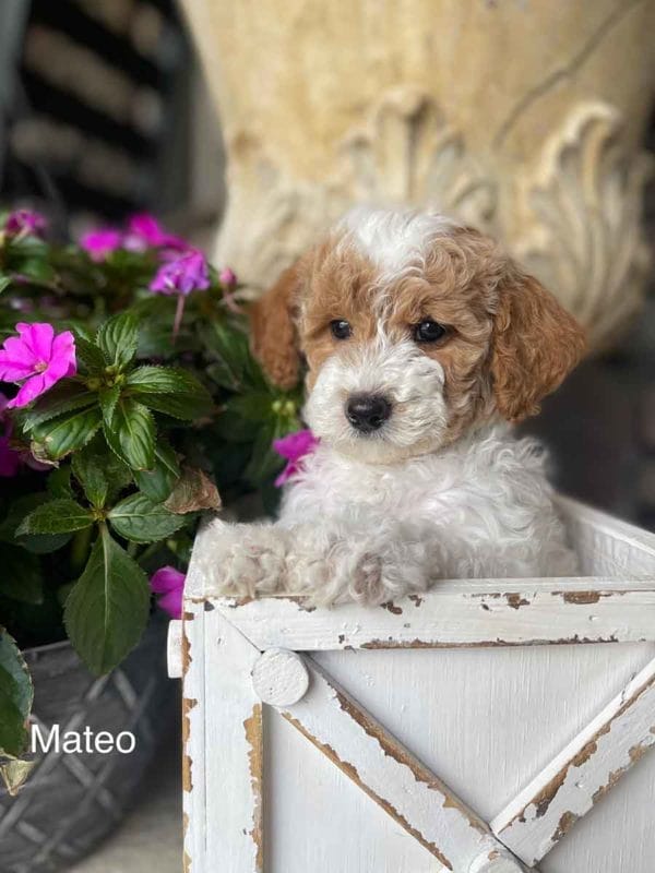Mini Goldendoodle, Golden Doodle Puppies, Miniature Goldendoodles, Mini Goldendoodles, Mini Doodle Dogs, Goldendoodle, Doodle Dog, Golden Doodles, Goldendoodle for sale, Goldendoodle puppies for sale, Miniature goldendoodle, goldendoodle puppies, mini goldendoodle, mini puppies, mini goldendoodle size, f1 goldendoodle, golden retriever poodle, chocolate goldendoodle, small doodles, goldendoodle temperament, goldendoodle colors, goldendoodle price, white goldendoodle, f2 goldendoodle, mini goldendoodle price, mini goldendoodle full grown, f1 mini goldendoodle, f1b goldendoodle, parti goldendoodle, goldendoodles near me, english goldendoodle, australian goldendoodle, red goldendoodle, doodle breeds, brown goldendoodle, goldendoodle cost, adult mini goldendoodle, golden noodle dog, doodle dog breeds, miniature golden doodle, miniature puppies, golden retriever poodle mix, arizona goldendoodles, goldendoodle training, goldendoodle size, how big do mini goldendoodles get, goldendoodle full grown, baby goldendoodle, goldendoodle houston, golden doodles for sale, adult goldendoodle, apricot goldendoodle, goldendoodle grooming, mini golden doodles, goldendoodle shedding, f2b goldendoodle, goldendoodle hypoallergenic, goldendoodle names, english cream goldendoodle, golden retriever and poodle mix, mini goldendoodle puppies, micro goldendoodle, mini goldendoodle puppies for sale, miniature goldendoodle for sale, goldendoodle puppies for adoption, teddy bear goldendoodle, mini goldendoodle rescue, medium goldendoodle, black goldendoodle, mini goldendoodle for sale near me, goldendoodle puppies for sale near me, mini doodle, doodle puppies, mini goldendoodle for sale, goldendoodle breeders near me, miniature goldendoodle for sale near me, toy goldendoodle, petite goldendoodle, golden doodle dog, miniature goldendoodle puppies, mini goldendoodle puppies for sale near me, goldendoodles for sale near me, mini goldedoodle breeders, goldendoodle adoption, f1b mini goldendoodle, small goldendoodle, teacup goldendoodle, goldendoodle puppies near me, goldendoodle breeders, how to groom a goldendoodle, great doodle puppies, golden doodle mix, goldendoodle tampa, goldendoodle facts, white doodle dog, white goldendoodle puppy, mini goldendoodle maryland, country mini doodles, goldendoodle los angeles, toy labradoodle puppies for sale, types of goldendoodles, mini golden retriever puppies, golden goldendoodle, mini golden retriever puppies for sale, miniature australian goldendoodle, goldendoodle sacramento, goldendoodle omaha, labradoodle goldendoodle, f1 medium goldendoodle, BEST goldendoodles, pictures of mini goldendoodles, teacup goldendoodle full grown, micro mini goldendoodle full grown, toy goldendoodle price, goldendoodle chicago, retriever doodle, teacup goldendoodle puppies for sale, cute goldendoodle, mini teddy bear puppies, miniature goldendoodle full grown, f2 mini goldendoodle, goldendoodle spokane, mini goldendoodle chicago, micro mini goldendoodle, how nbig do miniature goldendoodles get, brown mini goldendoodle, mini doodle breeds, poodle doodle dog, what is a mini goldendoodle, black mini goldendoodle, mini irish doodle puppies for sale, f1b goldendoodle size, toy golden doodles, chocolate brown goldendoodle puppies for sale, petite goldendoodle full grown, goldendoodle behavior, american goldendoodle, f1b medium goldendoodle, goldendoodle puppy cost, cute goldendoodle puppies, goldendoodle indianapolis, teddy goldendoodle, mini goldendoodle weight, teddy bear golden doodles, f1b goldendoodle puppies for sale, miniature goldendoodle size, chocolate goldendoodle puppy, english cream mini goldendoodle, doodle puppies near me, red miniature goldendoodle, cream goldendoodle, goldendoodle puppy cut, mini goldendoodle hypoallergenic, dog breed goldendoodle, goldendoodle poodle mixes, goldendoodle allergies, goldendoodle info, sandy ridge goldendoodles, lakeshore goldendoodles, toy goldendoodle puppies for sale, labradoodle and goldendoodle, goldendoodle las vegas, goldendoodle phoenix, doodle breeders near me, miniature goldendoodle weight, black and white goldendoodle, sarasota goldendoodles, mini goldendoodle dallas, a goldendoodle, what is a goldendoodle, goldendoodle dallas, mini golden doodles for sale, ginger doodle puppy, how much does a mini goldendoodle cost, goldendoodle san antonio, goldendoodle photos, goldendoodle cuts, chocolate mini goldendoodle, all about goldendoodles, goldendoodle cincinnati, f1b mini teddy bear goldendoodles, red goldendoodle puppies for sale, miniature golden retriever breeders, f1 goldendoodles for sale, teacup goldendoodle puppies, toy mini goldendoodle, xs petite goldendoodle, f2 goldendoodle puppies for sale, mini goldendoodle cost, black goldendoodle for sale, english teddy bear goldendoodle, small doodle dogs, goldendoodle nashville, english goldendoodle puppies, golden retriever poodle mix for sale, red goldendoodle puppy, parti goldendoodles for sale, english cream goldendoodles for sale, doodle puppies for sale, golden retriever poodle mix puppies, goldendoodle tucson, f1b mini goldendoodle puppies for sale, mini goldendoodle breeders northeast, teddy bear goldendoodle, toy goldendoodle rescue, petite mini goldendoodle, goldendoodle stuff, mini goldendoodles near me, teddy bear goldendoodle puppies, f1 goldendoodle puppies, teddy bear goldendoodles for sale, silver goldendoodle, buy goldendoodle, mini golden doodle dog, teddy bear goldendoodles mini, micro mini goldendoodle puppies for sale, goldendoodle dogs for sale, best goldendoodle breeders, chocolate goldendoodle puppies for sale, doodle dogs for sale, toy goldendoodle puppies, mini doodle dog, toy goldendoodle breeders, doodles for sale, goldendoodle hypoallergenic dog, black doodle dog, goldendoodle weight, miniature goldendoodle breeders, goldendoodle information, miniature goldendoodle puppies for sale, doodle puppies for sale near me, goldendoodle seattle, golden doodles near me, teacup goldendoodle for sale, golden retriever poodle puppy, goldendoodle rochester ny, goldendoodle and poodle mix, akc goldendoodle, goldendoodle kansas city, mini goldendoodle facts, goldendoodle austin, goldendoodle doodle, goldendoodle tulsa, curly goldendoodle, brown goldendoodle puppies, f1b labradoodle puppies for sale, red mini goldendoodle, goldendoodle poodle, chocolate goldendoodle for sale, tiny goldendoodle, goldendoodle puppies breeders, english goldendoodle puppies for sale, mini golden labradoodle, mini goldendoodle breeders near me, english goldendoodle breeders, f1b mini goldendoodle for sale, teacup goldendoodle price, petite goldendoodle for sale, mini english goldendoodle, mini goldendoodle info, miniature goldendoodle puppies for sale near me, black goldendoodle puppies for sale, f1 goldendoodle puppies for sale, Mini Goldendoodle puppies for sale in AL, Mini Goldendoodle puppies for sale in AK, Mini Goldendoodle puppies for sale in AZ, Mini Goldendoodle puppies for sale in AR, Mini Goldendoodle puppies for sale in CA, Mini Goldendoodle puppies for sale in CO, Mini Goldendoodle puppies for sale in CT, Mini Goldendoodle puppies for sale in DE, Mini Goldendoodle puppies for sale in FL, Mini Goldendoodle puppies for sale in GA, Mini Goldendoodle puppies for sale in HI, Mini Goldendoodle puppies for sale in ID, Mini Goldendoodle puppies for sale in IL, Mini Goldendoodle puppies for sale in IN, Mini Goldendoodle puppies for sale in IA, Mini Goldendoodle puppies for sale in KS, Mini Goldendoodle puppies for sale in KY, Mini Goldendoodle puppies for sale in LA, Mini Goldendoodle puppies for sale in ME, Mini Goldendoodle puppies for sale in MD, Mini Goldendoodle puppies for sale in MA, Mini Goldendoodle puppies for sale in MI, Mini Goldendoodle puppies for sale in MN, Mini Goldendoodle puppies for sale in MS, Mini Goldendoodle puppies for sale in MO, Mini Goldendoodle puppies for sale in MT, Mini Goldendoodle puppies for sale in NE, Mini Goldendoodle puppies for sale in NV, Mini Goldendoodle puppies for sale in NH, Mini Goldendoodle puppies for sale in NJ, Mini Goldendoodle puppies for sale in NM, Mini Goldendoodle puppies for sale in NY, Mini Goldendoodle puppies for sale in NC, Mini Goldendoodle puppies for sale in ND, Mini Goldendoodle puppies for sale in OH, Mini Goldendoodle puppies for sale in OK, Mini Goldendoodle puppies for sale in OR, Mini Goldendoodle puppies for sale in PA, Mini Goldendoodle puppies for sale in RI, Mini Goldendoodle puppies for sale in SC, Mini Goldendoodle puppies for sale in SD, Mini Goldendoodle puppies for sale in TN, Mini Goldendoodle puppies for sale in TX, Mini Goldendoodle puppies for sale in UT, Mini Goldendoodle puppies for sale in VT, Mini Goldendoodle puppies for sale in VA, Mini Goldendoodle puppies for sale in WA, Mini Goldendoodle puppies for sale in WV, Mini Goldendoodle puppies for sale in WI, Mini Goldendoodle puppies for sale in WY, Miniature goldendoodles for sale in AL, Miniature goldendoodles for sale in AK, Miniature goldendoodles for sale in AZ, Miniature goldendoodles for sale in AR, Miniature goldendoodles for sale in CA, Miniature goldendoodles for sale in CO, Miniature goldendoodles for sale in CT, Miniature goldendoodles for sale in DE, Miniature goldendoodles for sale in FL, Miniature goldendoodles for sale in GA, Miniature goldendoodles for sale in HI, Miniature goldendoodles for sale in ID, Miniature goldendoodles for sale in IL, Miniature goldendoodles for sale in IN, Miniature goldendoodles for sale in IA, Miniature goldendoodles for sale in KS, Miniature goldendoodles for sale in KY, Miniature goldendoodles for sale in LA, Miniature goldendoodles for sale in ME, Miniature goldendoodles for sale in MD, Miniature goldendoodles for sale in MA, Miniature goldendoodles for sale in MI, Miniature goldendoodles for sale in MN, Miniature goldendoodles for sale in MS, Miniature goldendoodles for sale in MO, Miniature goldendoodles for sale in MT, Miniature goldendoodles for sale in NE, Miniature goldendoodles for sale in NV, Miniature goldendoodles for sale in NH, Miniature goldendoodles for sale in NJ, Miniature goldendoodles for sale in NM, Miniature goldendoodles for sale in NY, Miniature goldendoodles for sale in NC, Miniature goldendoodles for sale in ND, Miniature goldendoodles for sale in OH, Miniature goldendoodles for sale in OK, Miniature goldendoodles for sale in OR, Miniature goldendoodles for sale in PA, Miniature goldendoodles for sale in RI, Miniature goldendoodles for sale in SC, Miniature goldendoodles for sale in SD, Miniature goldendoodles for sale in TN, Miniature goldendoodles for sale in TX, Miniature goldendoodles for sale in UT, Miniature goldendoodles for sale in VT, Miniature goldendoodles for sale in VA, Miniature goldendoodles for sale in WA, Miniature goldendoodles for sale in WV, Miniature goldendoodles for sale in WI, Miniature goldendoodles for sale in WY, Mini Goldendoodle Alabama, Mini Goldendoodle Alaska, Mini Goldendoodle Arizona, Mini Goldendoodle Arkansas, Mini Goldendoodle California, Mini Goldendoodle Colorado, Mini Goldendoodle Connecticut, Mini Goldendoodle Delaware, Mini Goldendoodle Florida, Mini Goldendoodle Georgia, Mini Goldendoodle Hawaii, Mini Goldendoodle Idaho, Mini Goldendoodle Illinois, Mini Goldendoodle Indiana, Mini Goldendoodle Iowa, Mini Goldendoodle Kansas, Mini Goldendoodle Kentucky, Mini Goldendoodle Louisiana, Mini Goldendoodle Maine, Mini Goldendoodle Maryland, Mini Goldendoodle Massachusetts, Mini Goldendoodle Michigan, Mini Goldendoodle Minnesota, Mini Goldendoodle Mississippi, Mini Goldendoodle Missouri, Mini Goldendoodle Montana, Mini Goldendoodle Nebraska, Mini Goldendoodle Nevada, Mini Goldendoodle New Hampshire, Mini Goldendoodle New Jersey, Mini Goldendoodle New Mexico, Mini Goldendoodle New York, Mini Goldendoodle North Carolina, Mini Goldendoodle North Dakota, Mini Goldendoodle Ohio, Mini Goldendoodle Oklahoma, Mini Goldendoodle Oregon, Mini Goldendoodle Pennsylvania, Mini Goldendoodle Rhode Island, Mini Goldendoodle South Carolina, Mini Goldendoodle South Dakota, Mini Goldendoodle Tennessee, Mini Goldendoodle Texas, Mini Goldendoodle Utah, Mini Goldendoodle Vermont, Mini Goldendoodle Virginia, Mini Goldendoodle Washington, Mini Goldendoodle West Virginia, Mini Goldendoodle Wisconsin, Mini Goldendoodle Wyoming, Miniature Goldendoodle puppies Alabama, Miniature Goldendoodle puppies Alaska, Miniature Goldendoodle puppies Arizona, Miniature Goldendoodle puppies Arkansas, Miniature Goldendoodle puppies California, Miniature Goldendoodle puppies Colorado, Miniature Goldendoodle puppies Connecticut, Miniature Goldendoodle puppies Delaware, Miniature Goldendoodle puppies Florida, Miniature Goldendoodle puppies Georgia, Miniature Goldendoodle puppies Hawaii, Miniature Goldendoodle puppies Idaho, Miniature Goldendoodle puppies Illinois, Miniature Goldendoodle puppies Indiana, Miniature Goldendoodle puppies Iowa, Miniature Goldendoodle puppies Kansas, Miniature Goldendoodle puppies Kentucky, Miniature Goldendoodle puppies Louisiana, Miniature Goldendoodle puppies Maine, Miniature Goldendoodle puppies Maryland, Miniature Goldendoodle puppies Massachusetts, Miniature Goldendoodle puppies Michigan, Miniature Goldendoodle puppies Minnesota, Miniature Goldendoodle puppies Mississippi, Miniature Goldendoodle puppies Missouri, Miniature Goldendoodle puppies Montana, Miniature Goldendoodle puppies Nebraska, Miniature Goldendoodle puppies Nevada, Miniature Goldendoodle puppies New Hampshire, Miniature Goldendoodle puppies New Jersey, Miniature Goldendoodle puppies New Mexico, Miniature Goldendoodle puppies New York, Miniature Goldendoodle puppies North Carolina, Miniature Goldendoodle puppies North Dakota, Miniature Goldendoodle puppies Ohio, Miniature Goldendoodle puppies Oklahoma, Miniature Goldendoodle puppies Oregon, Miniature Goldendoodle puppies Pennsylvania, Miniature Goldendoodle puppies Rhode Island, Miniature Goldendoodle puppies South Carolina, Miniature Goldendoodle puppies South Dakota, Miniature Goldendoodle puppies Tennessee, Miniature Goldendoodle puppies Texas, Miniature Goldendoodle puppies Utah, Miniature Goldendoodle puppies Vermont, Miniature Goldendoodle puppies Virginia, Miniature Goldendoodle puppies Washington, Miniature Goldendoodle puppies West Virginia, Miniature Goldendoodle puppies Wisconsin, Miniature Goldendoodle puppies Wyoming, Mini Goldendoodle Breeders AL, Mini Goldendoodle Breeders AK, Mini Goldendoodle Breeders AZ, Mini Goldendoodle Breeders AR, Mini Goldendoodle Breeders CA, Mini Goldendoodle Breeders CO, Mini Goldendoodle Breeders CT, Mini Goldendoodle Breeders DE, Mini Goldendoodle Breeders FL, Mini Goldendoodle Breeders GA, Mini Goldendoodle Breeders HI, Mini Goldendoodle Breeders ID, Mini Goldendoodle Breeders IL, Mini Goldendoodle Breeders IN, Mini Goldendoodle Breeders IA, Mini Goldendoodle Breeders KS, Mini Goldendoodle Breeders KY, Mini Goldendoodle Breeders LA, Mini Goldendoodle Breeders ME, Mini Goldendoodle Breeders MD, Mini Goldendoodle Breeders MA, Mini Goldendoodle Breeders MI, Mini Goldendoodle Breeders MN, Mini Goldendoodle Breeders MS, Mini Goldendoodle Breeders MO, Mini Goldendoodle Breeders MT, Mini Goldendoodle Breeders NE, Mini Goldendoodle Breeders NV, Mini Goldendoodle Breeders NH, Mini Goldendoodle Breeders NJ, Mini Goldendoodle Breeders NM, Mini Goldendoodle Breeders NY, Mini Goldendoodle Breeders NC, Mini Goldendoodle Breeders ND, Mini Goldendoodle Breeders OH, Mini Goldendoodle Breeders OK, Mini Goldendoodle Breeders OR, Mini Goldendoodle Breeders PA, Mini Goldendoodle Breeders RI, Mini Goldendoodle Breeders SC, Mini Goldendoodle Breeders SD, Mini Goldendoodle Breeders TN, Mini Goldendoodle Breeders TX, Mini Goldendoodle Breeders UT, Mini Goldendoodle Breeders VT, Mini Goldendoodle Breeders VA, Mini Goldendoodle Breeders WA, Mini Goldendoodle Breeders WV, Mini Goldendoodle Breeders WI, Mini Goldendoodle Breeders WY,
