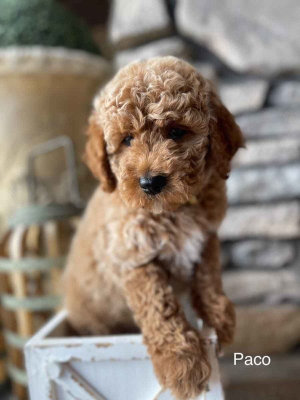 Mini Goldendoodle, Golden Doodle Puppies, Miniature Goldendoodles, Mini Goldendoodles, Mini Doodle Dogs, Goldendoodle, Doodle Dog, Golden Doodles, Goldendoodle for sale, Goldendoodle puppies for sale, Miniature goldendoodle, goldendoodle puppies, mini goldendoodle, mini puppies, mini goldendoodle size, f1 goldendoodle, golden retriever poodle, chocolate goldendoodle, small doodles, goldendoodle temperament, goldendoodle colors, goldendoodle price, white goldendoodle, f2 goldendoodle, mini goldendoodle price, mini goldendoodle full grown, f1 mini goldendoodle, f1b goldendoodle, parti goldendoodle, goldendoodles near me, english goldendoodle, australian goldendoodle, red goldendoodle, doodle breeds, brown goldendoodle, goldendoodle cost, adult mini goldendoodle, golden noodle dog, doodle dog breeds, miniature golden doodle, miniature puppies, golden retriever poodle mix, arizona goldendoodles, goldendoodle training, goldendoodle size, how big do mini goldendoodles get, goldendoodle full grown, baby goldendoodle, goldendoodle houston, golden doodles for sale, adult goldendoodle, apricot goldendoodle, goldendoodle grooming, mini golden doodles, goldendoodle shedding, f2b goldendoodle, goldendoodle hypoallergenic, goldendoodle names, english cream goldendoodle, golden retriever and poodle mix, mini goldendoodle puppies, micro goldendoodle, mini goldendoodle puppies for sale, miniature goldendoodle for sale, goldendoodle puppies for adoption, teddy bear goldendoodle, mini goldendoodle rescue, medium goldendoodle, black goldendoodle, mini goldendoodle for sale near me, goldendoodle puppies for sale near me, mini doodle, doodle puppies, mini goldendoodle for sale, goldendoodle breeders near me, miniature goldendoodle for sale near me, toy goldendoodle, petite goldendoodle, golden doodle dog, miniature goldendoodle puppies, mini goldendoodle puppies for sale near me, goldendoodles for sale near me, mini goldedoodle breeders, goldendoodle adoption, f1b mini goldendoodle, small goldendoodle, teacup goldendoodle, goldendoodle puppies near me, goldendoodle breeders, how to groom a goldendoodle, great doodle puppies, golden doodle mix, goldendoodle tampa, goldendoodle facts, white doodle dog, white goldendoodle puppy, mini goldendoodle maryland, country mini doodles, goldendoodle los angeles, toy labradoodle puppies for sale, types of goldendoodles, mini golden retriever puppies, golden goldendoodle, mini golden retriever puppies for sale, miniature australian goldendoodle, goldendoodle sacramento, goldendoodle omaha, labradoodle goldendoodle, f1 medium goldendoodle, BEST goldendoodles, pictures of mini goldendoodles, teacup goldendoodle full grown, micro mini goldendoodle full grown, toy goldendoodle price, goldendoodle chicago, retriever doodle, teacup goldendoodle puppies for sale, cute goldendoodle, mini teddy bear puppies, miniature goldendoodle full grown, f2 mini goldendoodle, goldendoodle spokane, mini goldendoodle chicago, micro mini goldendoodle, how nbig do miniature goldendoodles get, brown mini goldendoodle, mini doodle breeds, poodle doodle dog, what is a mini goldendoodle, black mini goldendoodle, mini irish doodle puppies for sale, f1b goldendoodle size, toy golden doodles, chocolate brown goldendoodle puppies for sale, petite goldendoodle full grown, goldendoodle behavior, american goldendoodle, f1b medium goldendoodle, goldendoodle puppy cost, cute goldendoodle puppies, goldendoodle indianapolis, teddy goldendoodle, mini goldendoodle weight, teddy bear golden doodles, f1b goldendoodle puppies for sale, miniature goldendoodle size, chocolate goldendoodle puppy, english cream mini goldendoodle, doodle puppies near me, red miniature goldendoodle, cream goldendoodle, goldendoodle puppy cut, mini goldendoodle hypoallergenic, dog breed goldendoodle, goldendoodle poodle mixes, goldendoodle allergies, goldendoodle info, sandy ridge goldendoodles, lakeshore goldendoodles, toy goldendoodle puppies for sale, labradoodle and goldendoodle, goldendoodle las vegas, goldendoodle phoenix, doodle breeders near me, miniature goldendoodle weight, black and white goldendoodle, sarasota goldendoodles, mini goldendoodle dallas, a goldendoodle, what is a goldendoodle, goldendoodle dallas, mini golden doodles for sale, ginger doodle puppy, how much does a mini goldendoodle cost, goldendoodle san antonio, goldendoodle photos, goldendoodle cuts, chocolate mini goldendoodle, all about goldendoodles, goldendoodle cincinnati, f1b mini teddy bear goldendoodles, red goldendoodle puppies for sale, miniature golden retriever breeders, f1 goldendoodles for sale, teacup goldendoodle puppies, toy mini goldendoodle, xs petite goldendoodle, f2 goldendoodle puppies for sale, mini goldendoodle cost, black goldendoodle for sale, english teddy bear goldendoodle, small doodle dogs, goldendoodle nashville, english goldendoodle puppies, golden retriever poodle mix for sale, red goldendoodle puppy, parti goldendoodles for sale, english cream goldendoodles for sale, doodle puppies for sale, golden retriever poodle mix puppies, goldendoodle tucson, f1b mini goldendoodle puppies for sale, mini goldendoodle breeders northeast, teddy bear goldendoodle, toy goldendoodle rescue, petite mini goldendoodle, goldendoodle stuff, mini goldendoodles near me, teddy bear goldendoodle puppies, f1 goldendoodle puppies, teddy bear goldendoodles for sale, silver goldendoodle, buy goldendoodle, mini golden doodle dog, teddy bear goldendoodles mini, micro mini goldendoodle puppies for sale, goldendoodle dogs for sale, best goldendoodle breeders, chocolate goldendoodle puppies for sale, doodle dogs for sale, toy goldendoodle puppies, mini doodle dog, toy goldendoodle breeders, doodles for sale, goldendoodle hypoallergenic dog, black doodle dog, goldendoodle weight, miniature goldendoodle breeders, goldendoodle information, miniature goldendoodle puppies for sale, doodle puppies for sale near me, goldendoodle seattle, golden doodles near me, teacup goldendoodle for sale, golden retriever poodle puppy, goldendoodle rochester ny, goldendoodle and poodle mix, akc goldendoodle, goldendoodle kansas city, mini goldendoodle facts, goldendoodle austin, goldendoodle doodle, goldendoodle tulsa, curly goldendoodle, brown goldendoodle puppies, f1b labradoodle puppies for sale, red mini goldendoodle, goldendoodle poodle, chocolate goldendoodle for sale, tiny goldendoodle, goldendoodle puppies breeders, english goldendoodle puppies for sale, mini golden labradoodle, mini goldendoodle breeders near me, english goldendoodle breeders, f1b mini goldendoodle for sale, teacup goldendoodle price, petite goldendoodle for sale, mini english goldendoodle, mini goldendoodle info, miniature goldendoodle puppies for sale near me, black goldendoodle puppies for sale, f1 goldendoodle puppies for sale, Mini Goldendoodle puppies for sale in AL, Mini Goldendoodle puppies for sale in AK, Mini Goldendoodle puppies for sale in AZ, Mini Goldendoodle puppies for sale in AR, Mini Goldendoodle puppies for sale in CA, Mini Goldendoodle puppies for sale in CO, Mini Goldendoodle puppies for sale in CT, Mini Goldendoodle puppies for sale in DE, Mini Goldendoodle puppies for sale in FL, Mini Goldendoodle puppies for sale in GA, Mini Goldendoodle puppies for sale in HI, Mini Goldendoodle puppies for sale in ID, Mini Goldendoodle puppies for sale in IL, Mini Goldendoodle puppies for sale in IN, Mini Goldendoodle puppies for sale in IA, Mini Goldendoodle puppies for sale in KS, Mini Goldendoodle puppies for sale in KY, Mini Goldendoodle puppies for sale in LA, Mini Goldendoodle puppies for sale in ME, Mini Goldendoodle puppies for sale in MD, Mini Goldendoodle puppies for sale in MA, Mini Goldendoodle puppies for sale in MI, Mini Goldendoodle puppies for sale in MN, Mini Goldendoodle puppies for sale in MS, Mini Goldendoodle puppies for sale in MO, Mini Goldendoodle puppies for sale in MT, Mini Goldendoodle puppies for sale in NE, Mini Goldendoodle puppies for sale in NV, Mini Goldendoodle puppies for sale in NH, Mini Goldendoodle puppies for sale in NJ, Mini Goldendoodle puppies for sale in NM, Mini Goldendoodle puppies for sale in NY, Mini Goldendoodle puppies for sale in NC, Mini Goldendoodle puppies for sale in ND, Mini Goldendoodle puppies for sale in OH, Mini Goldendoodle puppies for sale in OK, Mini Goldendoodle puppies for sale in OR, Mini Goldendoodle puppies for sale in PA, Mini Goldendoodle puppies for sale in RI, Mini Goldendoodle puppies for sale in SC, Mini Goldendoodle puppies for sale in SD, Mini Goldendoodle puppies for sale in TN, Mini Goldendoodle puppies for sale in TX, Mini Goldendoodle puppies for sale in UT, Mini Goldendoodle puppies for sale in VT, Mini Goldendoodle puppies for sale in VA, Mini Goldendoodle puppies for sale in WA, Mini Goldendoodle puppies for sale in WV, Mini Goldendoodle puppies for sale in WI, Mini Goldendoodle puppies for sale in WY, Miniature goldendoodles for sale in AL, Miniature goldendoodles for sale in AK, Miniature goldendoodles for sale in AZ, Miniature goldendoodles for sale in AR, Miniature goldendoodles for sale in CA, Miniature goldendoodles for sale in CO, Miniature goldendoodles for sale in CT, Miniature goldendoodles for sale in DE, Miniature goldendoodles for sale in FL, Miniature goldendoodles for sale in GA, Miniature goldendoodles for sale in HI, Miniature goldendoodles for sale in ID, Miniature goldendoodles for sale in IL, Miniature goldendoodles for sale in IN, Miniature goldendoodles for sale in IA, Miniature goldendoodles for sale in KS, Miniature goldendoodles for sale in KY, Miniature goldendoodles for sale in LA, Miniature goldendoodles for sale in ME, Miniature goldendoodles for sale in MD, Miniature goldendoodles for sale in MA, Miniature goldendoodles for sale in MI, Miniature goldendoodles for sale in MN, Miniature goldendoodles for sale in MS, Miniature goldendoodles for sale in MO, Miniature goldendoodles for sale in MT, Miniature goldendoodles for sale in NE, Miniature goldendoodles for sale in NV, Miniature goldendoodles for sale in NH, Miniature goldendoodles for sale in NJ, Miniature goldendoodles for sale in NM, Miniature goldendoodles for sale in NY, Miniature goldendoodles for sale in NC, Miniature goldendoodles for sale in ND, Miniature goldendoodles for sale in OH, Miniature goldendoodles for sale in OK, Miniature goldendoodles for sale in OR, Miniature goldendoodles for sale in PA, Miniature goldendoodles for sale in RI, Miniature goldendoodles for sale in SC, Miniature goldendoodles for sale in SD, Miniature goldendoodles for sale in TN, Miniature goldendoodles for sale in TX, Miniature goldendoodles for sale in UT, Miniature goldendoodles for sale in VT, Miniature goldendoodles for sale in VA, Miniature goldendoodles for sale in WA, Miniature goldendoodles for sale in WV, Miniature goldendoodles for sale in WI, Miniature goldendoodles for sale in WY, Mini Goldendoodle Alabama, Mini Goldendoodle Alaska, Mini Goldendoodle Arizona, Mini Goldendoodle Arkansas, Mini Goldendoodle California, Mini Goldendoodle Colorado, Mini Goldendoodle Connecticut, Mini Goldendoodle Delaware, Mini Goldendoodle Florida, Mini Goldendoodle Georgia, Mini Goldendoodle Hawaii, Mini Goldendoodle Idaho, Mini Goldendoodle Illinois, Mini Goldendoodle Indiana, Mini Goldendoodle Iowa, Mini Goldendoodle Kansas, Mini Goldendoodle Kentucky, Mini Goldendoodle Louisiana, Mini Goldendoodle Maine, Mini Goldendoodle Maryland, Mini Goldendoodle Massachusetts, Mini Goldendoodle Michigan, Mini Goldendoodle Minnesota, Mini Goldendoodle Mississippi, Mini Goldendoodle Missouri, Mini Goldendoodle Montana, Mini Goldendoodle Nebraska, Mini Goldendoodle Nevada, Mini Goldendoodle New Hampshire, Mini Goldendoodle New Jersey, Mini Goldendoodle New Mexico, Mini Goldendoodle New York, Mini Goldendoodle North Carolina, Mini Goldendoodle North Dakota, Mini Goldendoodle Ohio, Mini Goldendoodle Oklahoma, Mini Goldendoodle Oregon, Mini Goldendoodle Pennsylvania, Mini Goldendoodle Rhode Island, Mini Goldendoodle South Carolina, Mini Goldendoodle South Dakota, Mini Goldendoodle Tennessee, Mini Goldendoodle Texas, Mini Goldendoodle Utah, Mini Goldendoodle Vermont, Mini Goldendoodle Virginia, Mini Goldendoodle Washington, Mini Goldendoodle West Virginia, Mini Goldendoodle Wisconsin, Mini Goldendoodle Wyoming, Miniature Goldendoodle puppies Alabama, Miniature Goldendoodle puppies Alaska, Miniature Goldendoodle puppies Arizona, Miniature Goldendoodle puppies Arkansas, Miniature Goldendoodle puppies California, Miniature Goldendoodle puppies Colorado, Miniature Goldendoodle puppies Connecticut, Miniature Goldendoodle puppies Delaware, Miniature Goldendoodle puppies Florida, Miniature Goldendoodle puppies Georgia, Miniature Goldendoodle puppies Hawaii, Miniature Goldendoodle puppies Idaho, Miniature Goldendoodle puppies Illinois, Miniature Goldendoodle puppies Indiana, Miniature Goldendoodle puppies Iowa, Miniature Goldendoodle puppies Kansas, Miniature Goldendoodle puppies Kentucky, Miniature Goldendoodle puppies Louisiana, Miniature Goldendoodle puppies Maine, Miniature Goldendoodle puppies Maryland, Miniature Goldendoodle puppies Massachusetts, Miniature Goldendoodle puppies Michigan, Miniature Goldendoodle puppies Minnesota, Miniature Goldendoodle puppies Mississippi, Miniature Goldendoodle puppies Missouri, Miniature Goldendoodle puppies Montana, Miniature Goldendoodle puppies Nebraska, Miniature Goldendoodle puppies Nevada, Miniature Goldendoodle puppies New Hampshire, Miniature Goldendoodle puppies New Jersey, Miniature Goldendoodle puppies New Mexico, Miniature Goldendoodle puppies New York, Miniature Goldendoodle puppies North Carolina, Miniature Goldendoodle puppies North Dakota, Miniature Goldendoodle puppies Ohio, Miniature Goldendoodle puppies Oklahoma, Miniature Goldendoodle puppies Oregon, Miniature Goldendoodle puppies Pennsylvania, Miniature Goldendoodle puppies Rhode Island, Miniature Goldendoodle puppies South Carolina, Miniature Goldendoodle puppies South Dakota, Miniature Goldendoodle puppies Tennessee, Miniature Goldendoodle puppies Texas, Miniature Goldendoodle puppies Utah, Miniature Goldendoodle puppies Vermont, Miniature Goldendoodle puppies Virginia, Miniature Goldendoodle puppies Washington, Miniature Goldendoodle puppies West Virginia, Miniature Goldendoodle puppies Wisconsin, Miniature Goldendoodle puppies Wyoming, Mini Goldendoodle Breeders AL, Mini Goldendoodle Breeders AK, Mini Goldendoodle Breeders AZ, Mini Goldendoodle Breeders AR, Mini Goldendoodle Breeders CA, Mini Goldendoodle Breeders CO, Mini Goldendoodle Breeders CT, Mini Goldendoodle Breeders DE, Mini Goldendoodle Breeders FL, Mini Goldendoodle Breeders GA, Mini Goldendoodle Breeders HI, Mini Goldendoodle Breeders ID, Mini Goldendoodle Breeders IL, Mini Goldendoodle Breeders IN, Mini Goldendoodle Breeders IA, Mini Goldendoodle Breeders KS, Mini Goldendoodle Breeders KY, Mini Goldendoodle Breeders LA, Mini Goldendoodle Breeders ME, Mini Goldendoodle Breeders MD, Mini Goldendoodle Breeders MA, Mini Goldendoodle Breeders MI, Mini Goldendoodle Breeders MN, Mini Goldendoodle Breeders MS, Mini Goldendoodle Breeders MO, Mini Goldendoodle Breeders MT, Mini Goldendoodle Breeders NE, Mini Goldendoodle Breeders NV, Mini Goldendoodle Breeders NH, Mini Goldendoodle Breeders NJ, Mini Goldendoodle Breeders NM, Mini Goldendoodle Breeders NY, Mini Goldendoodle Breeders NC, Mini Goldendoodle Breeders ND, Mini Goldendoodle Breeders OH, Mini Goldendoodle Breeders OK, Mini Goldendoodle Breeders OR, Mini Goldendoodle Breeders PA, Mini Goldendoodle Breeders RI, Mini Goldendoodle Breeders SC, Mini Goldendoodle Breeders SD, Mini Goldendoodle Breeders TN, Mini Goldendoodle Breeders TX, Mini Goldendoodle Breeders UT, Mini Goldendoodle Breeders VT, Mini Goldendoodle Breeders VA, Mini Goldendoodle Breeders WA, Mini Goldendoodle Breeders WV, Mini Goldendoodle Breeders WI, Mini Goldendoodle Breeders WY,
