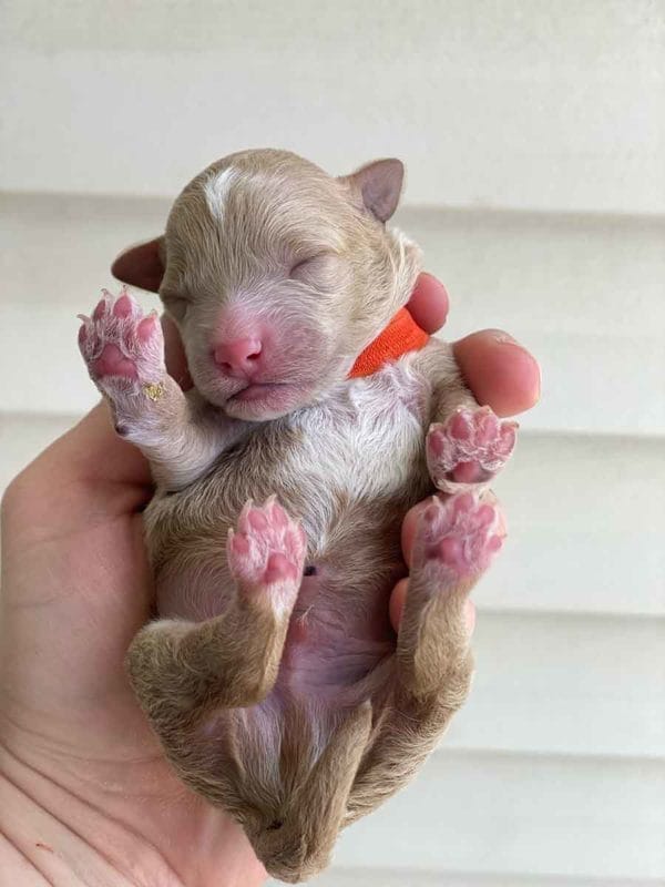 TEACUP GOLDENDOODLE PUPPIES, Precious Doodle Dogs, Teacup Doodle Dogs, Goldendoodle, Doodle Dog, Golden Doodles, Goldendoodle for sale, Goldendoodle puppies for sale, Miniature goldendoodle, goldendoodle puppies, mini goldendoodle, mini puppies, mini goldendoodle size, Mini Doodle Dogs, f1 goldendoodle, golden retriever poodle, chocolate goldendoodle, small doodles, goldendoodle temperament, goldendoodle colors, goldendoodle price, white goldendoodle, f2 goldendoodle, mini goldendoodle price, mini goldendoodle full grown, f1 mini goldendoodle, f1b goldendoodle, parti goldendoodle, goldendoodles near me, english goldendoodle, australian goldendoodle, red goldendoodle, doodle breeds, brown goldendoodle, goldendoodle cost, adult mini goldendoodle, golden noodle dog, doodle dog breeds, miniature golden doodle, miniature puppies, golden retriever poodle mix, A Star is Born, A star is born goldendoodle, a star is born dog, Bradley Cooper's Dog, Bradley Cooper Dog, Bradley Cooper's Goldendoodle, arizona goldendoodles, goldendoodle training, goldendoodle size, how big do mini goldendoodles get, goldendoodle full grown, baby goldendoodle, goldendoodle houston, golden doodles for sale, adult goldendoodle, apricot goldendoodle, goldendoodle grooming, mini golden doodles, goldendoodle shedding, f2b goldendoodle, goldendoodle hypoallergenic, goldendoodle names, english cream goldendoodle, golden retriever and poodle mix, mini goldendoodle puppies, micro goldendoodle, mini goldendoodle puppies for sale, miniature goldendoodle for sale, goldendoodle puppies for adoption, teddy bear goldendoodle, mini goldendoodle rescue, medium goldendoodle, black goldendoodle, mini goldendoodle for sale near me, goldendoodle puppies for sale near me, mini doodle, doodle puppies, mini goldendoodle for sale, goldendoodle breeders near me, miniature goldendoodle for sale near me, toy goldendoodle, petite goldendoodle, golden doodle dog, miniature goldendoodle puppies, mini goldendoodle puppies for sale near me, goldendoodles for sale near me, mini goldedoodle breeders, goldendoodle adoption, f1b mini goldendoodle, small goldendoodle, teacup goldendoodle, goldendoodle puppies near me, goldendoodle breeders, how to groom a goldendoodle, great doodle puppies, golden doodle mix, goldendoodle tampa, goldendoodle facts, white doodle dog, white goldendoodle puppy, mini goldendoodle maryland, country mini doodles, goldendoodle los angeles, toy labradoodle puppies for sale, types of goldendoodles, mini golden retriever puppies, golden goldendoodle, mini golden retriever puppies for sale, miniature australian goldendoodle, goldendoodle sacramento, goldendoodle omaha, labradoodle goldendoodle, f1 medium goldendoodle, BEST goldendoodles, pictures of mini goldendoodles, teacup goldendoodle full grown, micro mini goldendoodle full grown, toy goldendoodle price, goldendoodle chicago, retriever doodle, teacup goldendoodle puppies for sale, cute goldendoodle, mini teddy bear puppies, miniature goldendoodle full grown, f2 mini goldendoodle, goldendoodle spokane, mini goldendoodle chicago, micro mini goldendoodle, how nbig do miniature goldendoodles get, brown mini goldendoodle, mini doodle breeds, poodle doodle dog, what is a mini goldendoodle, black mini goldendoodle, mini irish doodle puppies for sale, f1b goldendoodle size, toy golden doodles, chocolate brown goldendoodle puppies for sale, petite goldendoodle full grown, goldendoodle behavior, american goldendoodle, f1b medium goldendoodle, goldendoodle puppy cost, cute goldendoodle puppies, goldendoodle indianapolis, teddy goldendoodle, mini goldendoodle weight, teddy bear golden doodles, f1b goldendoodle puppies for sale, miniature goldendoodle size, chocolate goldendoodle puppy, english cream mini goldendoodle, doodle puppies near me, red miniature goldendoodle, cream goldendoodle, goldendoodle puppy cut, mini goldendoodle hypoallergenic, dog breed goldendoodle, goldendoodle poodle mixes, goldendoodle allergies, goldendoodle info, sandy ridge goldendoodles, lakeshore goldendoodles, toy goldendoodle puppies for sale, labradoodle and goldendoodle, goldendoodle las vegas, goldendoodle phoenix, doodle breeders near me, miniature goldendoodle weight, black and white goldendoodle, sarasota goldendoodles, mini goldendoodle dallas, a goldendoodle, what is a goldendoodle, goldendoodle dallas, mini golden doodles for sale, ginger doodle puppy, how much does a mini goldendoodle cost, goldendoodle san antonio, goldendoodle photos, goldendoodle cuts, chocolate mini goldendoodle, all about goldendoodles, goldendoodle cincinnati, black doodle dog, goldendoodle weight, miniature goldendoodle breeders, goldendoodle information, miniature goldendoodle puppies for sale, doodle puppies for sale near me, black labradoodle puppies for sale, goldendoodle seattle, golden doodles near me, teacup goldendoodle for sale, golden retriever poodle puppy, goldendoodle rochester ny, goldendoodle and poodle mix, akc goldendoodle, goldendoodle kansas city, mini goldendoodle facts, goldendoodle austin, goldendoodle doodle, goldendoodle tulsa, curly goldendoodle, brown goldendoodle puppies, f1b labradoodle puppies for sale, red mini goldendoodle, goldendoodle poodle, chocolate goldendoodle for sale, tiny goldendoodle, goldendoodle puppies breeders, english goldendoodle puppies for sale, mini golden labradoodle, f1b mini teddy bear goldendoodles, red goldendoodle puppies for sale, miniature golden retriever breeders, f1 goldendoodles for sale, teacup goldendoodle puppies, toy mini goldendoodle, xs petite goldendoodle, f2 goldendoodle puppies for sale, mini goldendoodle cost, black goldendoodle for sale, english teddy bear goldendoodle, small doodle dogs, goldendoodle nashville, english goldendoodle puppies, golden retriever poodle mix for sale, red goldendoodle puppy, parti goldendoodles for sale, english cream goldendoodles for sale, doodle puppies for sale, golden retriever poodle mix puppies, goldendoodle tucson, f1b mini goldendoodle puppies for sale, mini goldendoodle breeders northeast, teddy bear goldendoodle, toy goldendoodle rescue, petite mini goldendoodle, goldendoodle stuff, mini goldendoodles near me, teddy bear goldendoodle puppies, f1 goldendoodle puppies, teddy bear goldendoodles for sale, silver goldendoodle, buy goldendoodle, mini golden doodle dog, teddy bear goldendoodles mini, micro mini goldendoodle puppies for sale, goldendoodle dogs for sale, best goldendoodle breeders, chocolate goldendoodle puppies for sale, doodle dogs for sale, toy goldendoodle puppies, mini doodle dog, toy goldendoodle breeders, doodles for sale, goldendoodle hypoallergenic dog, mini goldendoodle breeders near me, english goldendoodle breeders, f1b mini goldendoodle for sale, teacup goldendoodle price, petite goldendoodle for sale, mini english goldendoodle, mini goldendoodle info, miniature goldendoodle puppies for sale near me, black goldendoodle puppies for sale, f1 goldendoodle puppies for sale, Teacup Goldendoodles AL, Teacup Goldendoodles AK, Teacup Goldendoodles AZ, Teacup Goldendoodles AR, Teacup Goldendoodles CA, Teacup Goldendoodles CO, Teacup Goldendoodles CT, Teacup Goldendoodles DE, Teacup Goldendoodles FL, Teacup Goldendoodles GA, Teacup Goldendoodles HI, Teacup Goldendoodles ID, Teacup Goldendoodles IL, Teacup Goldendoodles IN, Teacup Goldendoodles IA, Teacup Goldendoodles KS, Teacup Goldendoodles KY, Teacup Goldendoodles LA, Teacup Goldendoodles ME, Teacup Goldendoodles MD, Teacup Goldendoodles MA, Teacup Goldendoodles MI, Teacup Goldendoodles MN, Teacup Goldendoodles MS, Teacup Goldendoodles MO, Teacup Goldendoodles MT, Teacup Goldendoodles NE, Teacup Goldendoodles NV, Teacup Goldendoodles NH, Teacup Goldendoodles NJ, Teacup Goldendoodles NM, Teacup Goldendoodles NY, Teacup Goldendoodles NC, Teacup Goldendoodles ND, Teacup Goldendoodles OH, Teacup Goldendoodles OK, Teacup Goldendoodles OR, Teacup Goldendoodles PA, Teacup Goldendoodles RI, Teacup Goldendoodles SC, Teacup Goldendoodles SD, Teacup Goldendoodles TN, Teacup Goldendoodles TX, Teacup Goldendoodles UT, Teacup Goldendoodles VT, Teacup Goldendoodles VA, Teacup Goldendoodles WA, Teacup Goldendoodles WV, Teacup Goldendoodles WI, Teacup Goldendoodles WY, Teacup Golden Doodles AL, Teacup Golden Doodles AK, Teacup Golden Doodles AZ, Teacup Golden Doodles AR, Teacup Golden Doodles CA, Teacup Golden Doodles CO, Teacup Golden Doodles CT, Teacup Golden Doodles DE, Teacup Golden Doodles FL, Teacup Golden Doodles GA, Teacup Golden Doodles HI, Teacup Golden Doodles ID, Teacup Golden Doodles IL, Teacup Golden Doodles IN, Teacup Golden Doodles IA, Teacup Golden Doodles KS, Teacup Golden Doodles KY, Teacup Golden Doodles LA, Teacup Golden Doodles ME, Teacup Golden Doodles MD, Teacup Golden Doodles MA, Teacup Golden Doodles MI, Teacup Golden Doodles MN, Teacup Golden Doodles MS, Teacup Golden Doodles MO, Teacup Golden Doodles MT, Teacup Golden Doodles NE, Teacup Golden Doodles NV, Teacup Golden Doodles NH, Teacup Golden Doodles NJ, Teacup Golden Doodles NM, Teacup Golden Doodles NY, Teacup Golden Doodles NC, Teacup Golden Doodles ND, Teacup Golden Doodles OH, Teacup Golden Doodles OK, Teacup Golden Doodles OR, Teacup Golden Doodles PA, Teacup Golden Doodles RI, Teacup Golden Doodles SC, Teacup Golden Doodles SD, Teacup Golden Doodles TN, Teacup Golden Doodles TX, Teacup Golden Doodles UT, Teacup Golden Doodles VT, Teacup Golden Doodles VA, Teacup Golden Doodles WA, Teacup Golden Doodles WV, Teacup Golden Doodles WI, Teacup Golden Doodles WY, Toy Goldendoodle Alabama, Toy Goldendoodle Alaska, Toy Goldendoodle Arizona, Toy Goldendoodle Arkansas, Toy Goldendoodle California, Toy Goldendoodle Colorado, Toy Goldendoodle Connecticut, Toy Goldendoodle Delaware, Toy Goldendoodle Florida, Toy Goldendoodle Georgia, Toy Goldendoodle Hawaii, Toy Goldendoodle Idaho, Toy Goldendoodle Illinois, Toy Goldendoodle Indiana, Toy Goldendoodle Iowa, Toy Goldendoodle Kansas, Toy Goldendoodle Kentucky, Toy Goldendoodle Louisiana, Toy Goldendoodle Maine, Toy Goldendoodle Maryland, Toy Goldendoodle Massachusetts, Toy Goldendoodle Michigan, Toy Goldendoodle Minnesota, Toy Goldendoodle Mississippi, Toy Goldendoodle Missouri, Toy Goldendoodle Montana, Toy Goldendoodle Nebraska, Toy Goldendoodle Nevada, Toy Goldendoodle New Hampshire, Toy Goldendoodle New Jersey, Toy Goldendoodle New Mexico, Toy Goldendoodle New York, Toy Goldendoodle North Carolina, Toy Goldendoodle North Dakota, Toy Goldendoodle Ohio, Toy Goldendoodle Oklahoma, Toy Goldendoodle Oregon, Toy Goldendoodle Pennsylvania, Toy Goldendoodle Rhode Island, Toy Goldendoodle South Carolina, Toy Goldendoodle South Dakota, Toy Goldendoodle Tennessee, Toy Goldendoodle Texas, Toy Goldendoodle Utah, Toy Goldendoodle Vermont, Toy Goldendoodle Virginia, Toy Goldendoodle Washington, Toy Goldendoodle West Virginia, Toy Goldendoodle Wisconsin, Toy Goldendoodle Wyoming, Teacup Goldendoodle breeders AL, Teacup Goldendoodle breeders AK, Teacup Goldendoodle breeders AZ, Teacup Goldendoodle breeders AR, Teacup Goldendoodle breeders CA, Teacup Goldendoodle breeders CO, Teacup Goldendoodle breeders CT, Teacup Goldendoodle breeders DE, Teacup Goldendoodle breeders FL, Teacup Goldendoodle breeders GA, Teacup Goldendoodle breeders HI, Teacup Goldendoodle breeders ID, Teacup Goldendoodle breeders IL, Teacup Goldendoodle breeders IN, Teacup Goldendoodle breeders IA, Teacup Goldendoodle breeders KS, Teacup Goldendoodle breeders KY, Teacup Goldendoodle breeders LA, Teacup Goldendoodle breeders ME, Teacup Goldendoodle breeders MD, Teacup Goldendoodle breeders MA, Teacup Goldendoodle breeders MI, Teacup Goldendoodle breeders MN, Teacup Goldendoodle breeders MS, Teacup Goldendoodle breeders MO, Teacup Goldendoodle breeders MT, Teacup Goldendoodle breeders NE, Teacup Goldendoodle breeders NV, Teacup Goldendoodle breeders NH, Teacup Goldendoodle breeders NJ, Teacup Goldendoodle breeders NM, Teacup Goldendoodle breeders NY, Teacup Goldendoodle breeders NC, Teacup Goldendoodle breeders ND, Teacup Goldendoodle breeders OH, Teacup Goldendoodle breeders OK, Teacup Goldendoodle breeders OR, Teacup Goldendoodle breeders PA, Teacup Goldendoodle breeders RI, Teacup Goldendoodle breeders SC, Teacup Goldendoodle breeders SD, Teacup Goldendoodle breeders TN, Teacup Goldendoodle breeders TX, Teacup Goldendoodle breeders UT, Teacup Goldendoodle breeders VT, Teacup Goldendoodle breeders VA, Teacup Goldendoodle breeders WA, Teacup Goldendoodle breeders WV, Teacup Goldendoodle breeders WI, Teacup Goldendoodle breeders WY, Teacup Golden doodle puppies for sale in AL, Teacup Golden doodle puppies for sale in AK, Teacup Golden doodle puppies for sale in AZ, Teacup Golden doodle puppies for sale in AR, Teacup Golden doodle puppies for sale in CA, Teacup Golden doodle puppies for sale in CO, Teacup Golden doodle puppies for sale in CT, Teacup Golden doodle puppies for sale in DE, Teacup Golden doodle puppies for sale in FL, Teacup Golden doodle puppies for sale in GA, Teacup Golden doodle puppies for sale in HI, Teacup Golden doodle puppies for sale in ID, Teacup Golden doodle puppies for sale in IL, Teacup Golden doodle puppies for sale in IN, Teacup Golden doodle puppies for sale in IA, Teacup Golden doodle puppies for sale in KS, Teacup Golden doodle puppies for sale in KY, Teacup Golden doodle puppies for sale in LA, Teacup Golden doodle puppies for sale in ME, Teacup Golden doodle puppies for sale in MD, Teacup Golden doodle puppies for sale in MA, Teacup Golden doodle puppies for sale in MI, Teacup Golden doodle puppies for sale in MN, Teacup Golden doodle puppies for sale in MS, Teacup Golden doodle puppies for sale in MO, Teacup Golden doodle puppies for sale in MT, Teacup Golden doodle puppies for sale in NE, Teacup Golden doodle puppies for sale in NV, Teacup Golden doodle puppies for sale in NH, Teacup Golden doodle puppies for sale in NJ, Teacup Golden doodle puppies for sale in NM, Teacup Golden doodle puppies for sale in NY, Teacup Golden doodle puppies for sale in NC, Teacup Golden doodle puppies for sale in ND, Teacup Golden doodle puppies for sale in OH, Teacup Golden doodle puppies for sale in OK, Teacup Golden doodle puppies for sale in OR, Teacup Golden doodle puppies for sale in PA, Teacup Golden doodle puppies for sale in RI, Teacup Golden doodle puppies for sale in SC, Teacup Golden doodle puppies for sale in SD, Teacup Golden doodle puppies for sale in TN, Teacup Golden doodle puppies for sale in TX, Teacup Golden doodle puppies for sale in UT, Teacup Golden doodle puppies for sale in VT, Teacup Golden doodle puppies for sale in VA, Teacup Golden doodle puppies for sale in WA, Teacup Golden doodle puppies for sale in WV, Teacup Golden doodle puppies for sale in WI, Teacup Golden doodle puppies for sale in WY, Teacup Goldendoodles for sale in AL, Teacup Goldendoodles for sale in AK, Teacup Goldendoodles for sale in AZ, Teacup Goldendoodles for sale in AR, Teacup Goldendoodles for sale in CA, Teacup Goldendoodles for sale in CO, Teacup Goldendoodles for sale in CT, Teacup Goldendoodles for sale in DE, Teacup Goldendoodles for sale in FL, Teacup Goldendoodles for sale in GA, Teacup Goldendoodles for sale in HI, Teacup Goldendoodles for sale in ID, Teacup Goldendoodles for sale in IL, Teacup Goldendoodles for sale in IN, Teacup Goldendoodles for sale in IA, Teacup Goldendoodles for sale in KS, Teacup Goldendoodles for sale in KY, Teacup Goldendoodles for sale in LA, Teacup Goldendoodles for sale in ME, Teacup Goldendoodles for sale in MD, Teacup Goldendoodles for sale in MA, Teacup Goldendoodles for sale in MI, Teacup Goldendoodles for sale in MN, Teacup Goldendoodles for sale in MS, Teacup Goldendoodles for sale in MO, Teacup Goldendoodles for sale in MT, Teacup Goldendoodles for sale in NE, Teacup Goldendoodles for sale in NV, Teacup Goldendoodles for sale in NH, Teacup Goldendoodles for sale in NJ, Teacup Goldendoodles for sale in NM, Teacup Goldendoodles for sale in NY, Teacup Goldendoodles for sale in NC, Teacup Goldendoodles for sale in ND, Teacup Goldendoodles for sale in OH, Teacup Goldendoodles for sale in OK, Teacup Goldendoodles for sale in OR, Teacup Goldendoodles for sale in PA, Teacup Goldendoodles for sale in RI, Teacup Goldendoodles for sale in SC, Teacup Goldendoodles for sale in SD, Teacup Goldendoodles for sale in TN, Teacup Goldendoodles for sale in TX, Teacup Goldendoodles for sale in UT, Teacup Goldendoodles for sale in VT, Teacup Goldendoodles for sale in VA, Teacup Goldendoodles for sale in WA, Teacup Goldendoodles for sale in WV, Teacup Goldendoodles for sale in WI, Teacup Goldendoodles for sale in WY, Teacup Goldendoodle Alabama, Teacup Goldendoodle Alaska, Teacup Goldendoodle Arizona, Teacup Goldendoodle Arkansas, Teacup Goldendoodle California, Teacup Goldendoodle Colorado, Teacup Goldendoodle Connecticut, Teacup Goldendoodle Delaware, Teacup Goldendoodle Florida, Teacup Goldendoodle Georgia, Teacup Goldendoodle Hawaii, Teacup Goldendoodle Idaho, Teacup Goldendoodle Illinois, Teacup Goldendoodle Indiana, Teacup Goldendoodle Iowa, Teacup Goldendoodle Kansas, Teacup Goldendoodle Kentucky, Teacup Goldendoodle Louisiana, Teacup Goldendoodle Maine, Teacup Goldendoodle Maryland, Teacup Goldendoodle Massachusetts, Teacup Goldendoodle Michigan, Teacup Goldendoodle Minnesota, Teacup Goldendoodle Mississippi, Teacup Goldendoodle Missouri, Teacup Goldendoodle Montana, Teacup Goldendoodle Nebraska, Teacup Goldendoodle Nevada, Teacup Goldendoodle New Hampshire, Teacup Goldendoodle New Jersey, Teacup Goldendoodle New Mexico, Teacup Goldendoodle New York, Teacup Goldendoodle North Carolina, Teacup Goldendoodle North Dakota, Teacup Goldendoodle Ohio, Teacup Goldendoodle Oklahoma, Teacup Goldendoodle Oregon, Teacup Goldendoodle Pennsylvania, Teacup Goldendoodle Rhode Island, Teacup Goldendoodle South Carolina, Teacup Goldendoodle South Dakota, Teacup Goldendoodle Tennessee, Teacup Goldendoodle Texas, Teacup Goldendoodle Utah, Teacup Goldendoodle Vermont, Teacup Goldendoodle Virginia, Teacup Goldendoodle Washington, Teacup Goldendoodle West Virginia, Teacup Goldendoodle Wisconsin, Teacup Goldendoodle Wyoming, Goldendoodle Breeders AL, Goldendoodle Breeders AK, Goldendoodle Breeders AZ, Goldendoodle Breeders AR, Goldendoodle Breeders CA, Goldendoodle Breeders CO, Goldendoodle Breeders CT, Goldendoodle Breeders DE, Goldendoodle Breeders FL, Goldendoodle Breeders GA, Goldendoodle Breeders HI, Goldendoodle Breeders ID, Goldendoodle Breeders IL, Goldendoodle Breeders IN, Goldendoodle Breeders IA, Goldendoodle Breeders KS, Goldendoodle Breeders KY, Goldendoodle Breeders LA, Goldendoodle Breeders ME, Goldendoodle Breeders MD, Goldendoodle Breeders MA, Goldendoodle Breeders MI, Goldendoodle Breeders MN, Goldendoodle Breeders MS, Goldendoodle Breeders MO, Goldendoodle Breeders MT, Goldendoodle Breeders NE, Goldendoodle Breeders NV, Goldendoodle Breeders NH, Goldendoodle Breeders NJ, Goldendoodle Breeders NM, Goldendoodle Breeders NY, Goldendoodle Breeders NC, Goldendoodle Breeders ND, Goldendoodle Breeders OH, Goldendoodle Breeders OK, Goldendoodle Breeders OR, Goldendoodle Breeders PA, Goldendoodle Breeders RI, Goldendoodle Breeders SC, Goldendoodle Breeders SD, Goldendoodle Breeders TN, Goldendoodle Breeders TX, Goldendoodle Breeders UT, Goldendoodle Breeders VT, Goldendoodle Breeders VA, Goldendoodle Breeders WA, Goldendoodle Breeders WV, Goldendoodle Breeders WI, Goldendoodle Breeders WY, Teacup Golden doodles for sale in AL, Teacup Golden doodles for sale in AK, Teacup Golden doodles for sale in AZ, Teacup Golden doodles for sale in AR, Teacup Golden doodles for sale in CA, Teacup Golden doodles for sale in CO, Teacup Golden doodles for sale in CT, Teacup Golden doodles for sale in DE, Teacup Golden doodles for sale in FL, Teacup Golden doodles for sale in GA, Teacup Golden doodles for sale in HI, Teacup Golden doodles for sale in ID, Teacup Golden doodles for sale in IL, Teacup Golden doodles for sale in IN, Teacup Golden doodles for sale in IA, Teacup Golden doodles for sale in KS, Teacup Golden doodles for sale in KY, Teacup Golden doodles for sale in LA, Teacup Golden doodles for sale in ME, Teacup Golden doodles for sale in MD, Teacup Golden doodles for sale in MA, Teacup Golden doodles for sale in MI, Teacup Golden doodles for sale in MN, Teacup Golden doodles for sale in MS, Teacup Golden doodles for sale in MO, Teacup Golden doodles for sale in MT, Teacup Golden doodles for sale in NE, Teacup Golden doodles for sale in NV, Teacup Golden doodles for sale in NH, Teacup Golden doodles for sale in NJ, Teacup Golden doodles for sale in NM, Teacup Golden doodles for sale in NY, Teacup Golden doodles for sale in NC, Teacup Golden doodles for sale in ND, Teacup Golden doodles for sale in OH, Teacup Golden doodles for sale in OK, Teacup Golden doodles for sale in OR, Teacup Golden doodles for sale in PA, Teacup Golden doodles for sale in RI, Teacup Golden doodles for sale in SC, Teacup Golden doodles for sale in SD, Teacup Golden doodles for sale in TN, Teacup Golden doodles for sale in TX, Teacup Golden doodles for sale in UT, Teacup Golden doodles for sale in VT, Teacup Golden doodles for sale in VA, Teacup Golden doodles for sale in WA, Teacup Golden doodles for sale in WV, Teacup Golden doodles for sale in WI, Teacup Golden doodles for sale in WY,