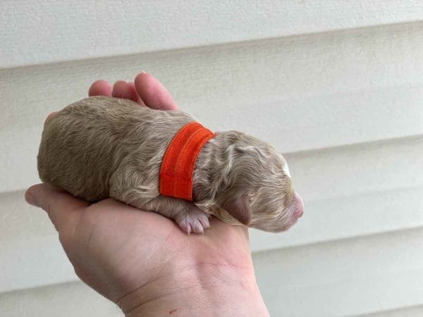 TEACUP GOLDENDOODLE PUPPIES, Precious Doodle Dogs, Teacup Doodle Dogs, Goldendoodle, Doodle Dog, Golden Doodles, Goldendoodle for sale, Goldendoodle puppies for sale, Miniature goldendoodle, goldendoodle puppies, mini goldendoodle, mini puppies, mini goldendoodle size, Mini Doodle Dogs, f1 goldendoodle, golden retriever poodle, chocolate goldendoodle, small doodles, goldendoodle temperament, goldendoodle colors, goldendoodle price, white goldendoodle, f2 goldendoodle, mini goldendoodle price, mini goldendoodle full grown, f1 mini goldendoodle, f1b goldendoodle, parti goldendoodle, goldendoodles near me, english goldendoodle, australian goldendoodle, red goldendoodle, doodle breeds, brown goldendoodle, goldendoodle cost, adult mini goldendoodle, golden noodle dog, doodle dog breeds, miniature golden doodle, miniature puppies, golden retriever poodle mix, A Star is Born, A star is born goldendoodle, a star is born dog, Bradley Cooper's Dog, Bradley Cooper Dog, Bradley Cooper's Goldendoodle, arizona goldendoodles, goldendoodle training, goldendoodle size, how big do mini goldendoodles get, goldendoodle full grown, baby goldendoodle, goldendoodle houston, golden doodles for sale, adult goldendoodle, apricot goldendoodle, goldendoodle grooming, mini golden doodles, goldendoodle shedding, f2b goldendoodle, goldendoodle hypoallergenic, goldendoodle names, english cream goldendoodle, golden retriever and poodle mix, mini goldendoodle puppies, micro goldendoodle, mini goldendoodle puppies for sale, miniature goldendoodle for sale, goldendoodle puppies for adoption, teddy bear goldendoodle, mini goldendoodle rescue, medium goldendoodle, black goldendoodle, mini goldendoodle for sale near me, goldendoodle puppies for sale near me, mini doodle, doodle puppies, mini goldendoodle for sale, goldendoodle breeders near me, miniature goldendoodle for sale near me, toy goldendoodle, petite goldendoodle, golden doodle dog, miniature goldendoodle puppies, mini goldendoodle puppies for sale near me, goldendoodles for sale near me, mini goldedoodle breeders, goldendoodle adoption, f1b mini goldendoodle, small goldendoodle, teacup goldendoodle, goldendoodle puppies near me, goldendoodle breeders, how to groom a goldendoodle, great doodle puppies, golden doodle mix, goldendoodle tampa, goldendoodle facts, white doodle dog, white goldendoodle puppy, mini goldendoodle maryland, country mini doodles, goldendoodle los angeles, toy labradoodle puppies for sale, types of goldendoodles, mini golden retriever puppies, golden goldendoodle, mini golden retriever puppies for sale, miniature australian goldendoodle, goldendoodle sacramento, goldendoodle omaha, labradoodle goldendoodle, f1 medium goldendoodle, BEST goldendoodles, pictures of mini goldendoodles, teacup goldendoodle full grown, micro mini goldendoodle full grown, toy goldendoodle price, goldendoodle chicago, retriever doodle, teacup goldendoodle puppies for sale, cute goldendoodle, mini teddy bear puppies, miniature goldendoodle full grown, f2 mini goldendoodle, goldendoodle spokane, mini goldendoodle chicago, micro mini goldendoodle, how nbig do miniature goldendoodles get, brown mini goldendoodle, mini doodle breeds, poodle doodle dog, what is a mini goldendoodle, black mini goldendoodle, mini irish doodle puppies for sale, f1b goldendoodle size, toy golden doodles, chocolate brown goldendoodle puppies for sale, petite goldendoodle full grown, goldendoodle behavior, american goldendoodle, f1b medium goldendoodle, goldendoodle puppy cost, cute goldendoodle puppies, goldendoodle indianapolis, teddy goldendoodle, mini goldendoodle weight, teddy bear golden doodles, f1b goldendoodle puppies for sale, miniature goldendoodle size, chocolate goldendoodle puppy, english cream mini goldendoodle, doodle puppies near me, red miniature goldendoodle, cream goldendoodle, goldendoodle puppy cut, mini goldendoodle hypoallergenic, dog breed goldendoodle, goldendoodle poodle mixes, goldendoodle allergies, goldendoodle info, sandy ridge goldendoodles, lakeshore goldendoodles, toy goldendoodle puppies for sale, labradoodle and goldendoodle, goldendoodle las vegas, goldendoodle phoenix, doodle breeders near me, miniature goldendoodle weight, black and white goldendoodle, sarasota goldendoodles, mini goldendoodle dallas, a goldendoodle, what is a goldendoodle, goldendoodle dallas, mini golden doodles for sale, ginger doodle puppy, how much does a mini goldendoodle cost, goldendoodle san antonio, goldendoodle photos, goldendoodle cuts, chocolate mini goldendoodle, all about goldendoodles, goldendoodle cincinnati, black doodle dog, goldendoodle weight, miniature goldendoodle breeders, goldendoodle information, miniature goldendoodle puppies for sale, doodle puppies for sale near me, black labradoodle puppies for sale, goldendoodle seattle, golden doodles near me, teacup goldendoodle for sale, golden retriever poodle puppy, goldendoodle rochester ny, goldendoodle and poodle mix, akc goldendoodle, goldendoodle kansas city, mini goldendoodle facts, goldendoodle austin, goldendoodle doodle, goldendoodle tulsa, curly goldendoodle, brown goldendoodle puppies, f1b labradoodle puppies for sale, red mini goldendoodle, goldendoodle poodle, chocolate goldendoodle for sale, tiny goldendoodle, goldendoodle puppies breeders, english goldendoodle puppies for sale, mini golden labradoodle, f1b mini teddy bear goldendoodles, red goldendoodle puppies for sale, miniature golden retriever breeders, f1 goldendoodles for sale, teacup goldendoodle puppies, toy mini goldendoodle, xs petite goldendoodle, f2 goldendoodle puppies for sale, mini goldendoodle cost, black goldendoodle for sale, english teddy bear goldendoodle, small doodle dogs, goldendoodle nashville, english goldendoodle puppies, golden retriever poodle mix for sale, red goldendoodle puppy, parti goldendoodles for sale, english cream goldendoodles for sale, doodle puppies for sale, golden retriever poodle mix puppies, goldendoodle tucson, f1b mini goldendoodle puppies for sale, mini goldendoodle breeders northeast, teddy bear goldendoodle, toy goldendoodle rescue, petite mini goldendoodle, goldendoodle stuff, mini goldendoodles near me, teddy bear goldendoodle puppies, f1 goldendoodle puppies, teddy bear goldendoodles for sale, silver goldendoodle, buy goldendoodle, mini golden doodle dog, teddy bear goldendoodles mini, micro mini goldendoodle puppies for sale, goldendoodle dogs for sale, best goldendoodle breeders, chocolate goldendoodle puppies for sale, doodle dogs for sale, toy goldendoodle puppies, mini doodle dog, toy goldendoodle breeders, doodles for sale, goldendoodle hypoallergenic dog, mini goldendoodle breeders near me, english goldendoodle breeders, f1b mini goldendoodle for sale, teacup goldendoodle price, petite goldendoodle for sale, mini english goldendoodle, mini goldendoodle info, miniature goldendoodle puppies for sale near me, black goldendoodle puppies for sale, f1 goldendoodle puppies for sale, Teacup Goldendoodles AL, Teacup Goldendoodles AK, Teacup Goldendoodles AZ, Teacup Goldendoodles AR, Teacup Goldendoodles CA, Teacup Goldendoodles CO, Teacup Goldendoodles CT, Teacup Goldendoodles DE, Teacup Goldendoodles FL, Teacup Goldendoodles GA, Teacup Goldendoodles HI, Teacup Goldendoodles ID, Teacup Goldendoodles IL, Teacup Goldendoodles IN, Teacup Goldendoodles IA, Teacup Goldendoodles KS, Teacup Goldendoodles KY, Teacup Goldendoodles LA, Teacup Goldendoodles ME, Teacup Goldendoodles MD, Teacup Goldendoodles MA, Teacup Goldendoodles MI, Teacup Goldendoodles MN, Teacup Goldendoodles MS, Teacup Goldendoodles MO, Teacup Goldendoodles MT, Teacup Goldendoodles NE, Teacup Goldendoodles NV, Teacup Goldendoodles NH, Teacup Goldendoodles NJ, Teacup Goldendoodles NM, Teacup Goldendoodles NY, Teacup Goldendoodles NC, Teacup Goldendoodles ND, Teacup Goldendoodles OH, Teacup Goldendoodles OK, Teacup Goldendoodles OR, Teacup Goldendoodles PA, Teacup Goldendoodles RI, Teacup Goldendoodles SC, Teacup Goldendoodles SD, Teacup Goldendoodles TN, Teacup Goldendoodles TX, Teacup Goldendoodles UT, Teacup Goldendoodles VT, Teacup Goldendoodles VA, Teacup Goldendoodles WA, Teacup Goldendoodles WV, Teacup Goldendoodles WI, Teacup Goldendoodles WY, Teacup Golden Doodles AL, Teacup Golden Doodles AK, Teacup Golden Doodles AZ, Teacup Golden Doodles AR, Teacup Golden Doodles CA, Teacup Golden Doodles CO, Teacup Golden Doodles CT, Teacup Golden Doodles DE, Teacup Golden Doodles FL, Teacup Golden Doodles GA, Teacup Golden Doodles HI, Teacup Golden Doodles ID, Teacup Golden Doodles IL, Teacup Golden Doodles IN, Teacup Golden Doodles IA, Teacup Golden Doodles KS, Teacup Golden Doodles KY, Teacup Golden Doodles LA, Teacup Golden Doodles ME, Teacup Golden Doodles MD, Teacup Golden Doodles MA, Teacup Golden Doodles MI, Teacup Golden Doodles MN, Teacup Golden Doodles MS, Teacup Golden Doodles MO, Teacup Golden Doodles MT, Teacup Golden Doodles NE, Teacup Golden Doodles NV, Teacup Golden Doodles NH, Teacup Golden Doodles NJ, Teacup Golden Doodles NM, Teacup Golden Doodles NY, Teacup Golden Doodles NC, Teacup Golden Doodles ND, Teacup Golden Doodles OH, Teacup Golden Doodles OK, Teacup Golden Doodles OR, Teacup Golden Doodles PA, Teacup Golden Doodles RI, Teacup Golden Doodles SC, Teacup Golden Doodles SD, Teacup Golden Doodles TN, Teacup Golden Doodles TX, Teacup Golden Doodles UT, Teacup Golden Doodles VT, Teacup Golden Doodles VA, Teacup Golden Doodles WA, Teacup Golden Doodles WV, Teacup Golden Doodles WI, Teacup Golden Doodles WY, Toy Goldendoodle Alabama, Toy Goldendoodle Alaska, Toy Goldendoodle Arizona, Toy Goldendoodle Arkansas, Toy Goldendoodle California, Toy Goldendoodle Colorado, Toy Goldendoodle Connecticut, Toy Goldendoodle Delaware, Toy Goldendoodle Florida, Toy Goldendoodle Georgia, Toy Goldendoodle Hawaii, Toy Goldendoodle Idaho, Toy Goldendoodle Illinois, Toy Goldendoodle Indiana, Toy Goldendoodle Iowa, Toy Goldendoodle Kansas, Toy Goldendoodle Kentucky, Toy Goldendoodle Louisiana, Toy Goldendoodle Maine, Toy Goldendoodle Maryland, Toy Goldendoodle Massachusetts, Toy Goldendoodle Michigan, Toy Goldendoodle Minnesota, Toy Goldendoodle Mississippi, Toy Goldendoodle Missouri, Toy Goldendoodle Montana, Toy Goldendoodle Nebraska, Toy Goldendoodle Nevada, Toy Goldendoodle New Hampshire, Toy Goldendoodle New Jersey, Toy Goldendoodle New Mexico, Toy Goldendoodle New York, Toy Goldendoodle North Carolina, Toy Goldendoodle North Dakota, Toy Goldendoodle Ohio, Toy Goldendoodle Oklahoma, Toy Goldendoodle Oregon, Toy Goldendoodle Pennsylvania, Toy Goldendoodle Rhode Island, Toy Goldendoodle South Carolina, Toy Goldendoodle South Dakota, Toy Goldendoodle Tennessee, Toy Goldendoodle Texas, Toy Goldendoodle Utah, Toy Goldendoodle Vermont, Toy Goldendoodle Virginia, Toy Goldendoodle Washington, Toy Goldendoodle West Virginia, Toy Goldendoodle Wisconsin, Toy Goldendoodle Wyoming, Teacup Goldendoodle breeders AL, Teacup Goldendoodle breeders AK, Teacup Goldendoodle breeders AZ, Teacup Goldendoodle breeders AR, Teacup Goldendoodle breeders CA, Teacup Goldendoodle breeders CO, Teacup Goldendoodle breeders CT, Teacup Goldendoodle breeders DE, Teacup Goldendoodle breeders FL, Teacup Goldendoodle breeders GA, Teacup Goldendoodle breeders HI, Teacup Goldendoodle breeders ID, Teacup Goldendoodle breeders IL, Teacup Goldendoodle breeders IN, Teacup Goldendoodle breeders IA, Teacup Goldendoodle breeders KS, Teacup Goldendoodle breeders KY, Teacup Goldendoodle breeders LA, Teacup Goldendoodle breeders ME, Teacup Goldendoodle breeders MD, Teacup Goldendoodle breeders MA, Teacup Goldendoodle breeders MI, Teacup Goldendoodle breeders MN, Teacup Goldendoodle breeders MS, Teacup Goldendoodle breeders MO, Teacup Goldendoodle breeders MT, Teacup Goldendoodle breeders NE, Teacup Goldendoodle breeders NV, Teacup Goldendoodle breeders NH, Teacup Goldendoodle breeders NJ, Teacup Goldendoodle breeders NM, Teacup Goldendoodle breeders NY, Teacup Goldendoodle breeders NC, Teacup Goldendoodle breeders ND, Teacup Goldendoodle breeders OH, Teacup Goldendoodle breeders OK, Teacup Goldendoodle breeders OR, Teacup Goldendoodle breeders PA, Teacup Goldendoodle breeders RI, Teacup Goldendoodle breeders SC, Teacup Goldendoodle breeders SD, Teacup Goldendoodle breeders TN, Teacup Goldendoodle breeders TX, Teacup Goldendoodle breeders UT, Teacup Goldendoodle breeders VT, Teacup Goldendoodle breeders VA, Teacup Goldendoodle breeders WA, Teacup Goldendoodle breeders WV, Teacup Goldendoodle breeders WI, Teacup Goldendoodle breeders WY, Teacup Golden doodle puppies for sale in AL, Teacup Golden doodle puppies for sale in AK, Teacup Golden doodle puppies for sale in AZ, Teacup Golden doodle puppies for sale in AR, Teacup Golden doodle puppies for sale in CA, Teacup Golden doodle puppies for sale in CO, Teacup Golden doodle puppies for sale in CT, Teacup Golden doodle puppies for sale in DE, Teacup Golden doodle puppies for sale in FL, Teacup Golden doodle puppies for sale in GA, Teacup Golden doodle puppies for sale in HI, Teacup Golden doodle puppies for sale in ID, Teacup Golden doodle puppies for sale in IL, Teacup Golden doodle puppies for sale in IN, Teacup Golden doodle puppies for sale in IA, Teacup Golden doodle puppies for sale in KS, Teacup Golden doodle puppies for sale in KY, Teacup Golden doodle puppies for sale in LA, Teacup Golden doodle puppies for sale in ME, Teacup Golden doodle puppies for sale in MD, Teacup Golden doodle puppies for sale in MA, Teacup Golden doodle puppies for sale in MI, Teacup Golden doodle puppies for sale in MN, Teacup Golden doodle puppies for sale in MS, Teacup Golden doodle puppies for sale in MO, Teacup Golden doodle puppies for sale in MT, Teacup Golden doodle puppies for sale in NE, Teacup Golden doodle puppies for sale in NV, Teacup Golden doodle puppies for sale in NH, Teacup Golden doodle puppies for sale in NJ, Teacup Golden doodle puppies for sale in NM, Teacup Golden doodle puppies for sale in NY, Teacup Golden doodle puppies for sale in NC, Teacup Golden doodle puppies for sale in ND, Teacup Golden doodle puppies for sale in OH, Teacup Golden doodle puppies for sale in OK, Teacup Golden doodle puppies for sale in OR, Teacup Golden doodle puppies for sale in PA, Teacup Golden doodle puppies for sale in RI, Teacup Golden doodle puppies for sale in SC, Teacup Golden doodle puppies for sale in SD, Teacup Golden doodle puppies for sale in TN, Teacup Golden doodle puppies for sale in TX, Teacup Golden doodle puppies for sale in UT, Teacup Golden doodle puppies for sale in VT, Teacup Golden doodle puppies for sale in VA, Teacup Golden doodle puppies for sale in WA, Teacup Golden doodle puppies for sale in WV, Teacup Golden doodle puppies for sale in WI, Teacup Golden doodle puppies for sale in WY, Teacup Goldendoodles for sale in AL, Teacup Goldendoodles for sale in AK, Teacup Goldendoodles for sale in AZ, Teacup Goldendoodles for sale in AR, Teacup Goldendoodles for sale in CA, Teacup Goldendoodles for sale in CO, Teacup Goldendoodles for sale in CT, Teacup Goldendoodles for sale in DE, Teacup Goldendoodles for sale in FL, Teacup Goldendoodles for sale in GA, Teacup Goldendoodles for sale in HI, Teacup Goldendoodles for sale in ID, Teacup Goldendoodles for sale in IL, Teacup Goldendoodles for sale in IN, Teacup Goldendoodles for sale in IA, Teacup Goldendoodles for sale in KS, Teacup Goldendoodles for sale in KY, Teacup Goldendoodles for sale in LA, Teacup Goldendoodles for sale in ME, Teacup Goldendoodles for sale in MD, Teacup Goldendoodles for sale in MA, Teacup Goldendoodles for sale in MI, Teacup Goldendoodles for sale in MN, Teacup Goldendoodles for sale in MS, Teacup Goldendoodles for sale in MO, Teacup Goldendoodles for sale in MT, Teacup Goldendoodles for sale in NE, Teacup Goldendoodles for sale in NV, Teacup Goldendoodles for sale in NH, Teacup Goldendoodles for sale in NJ, Teacup Goldendoodles for sale in NM, Teacup Goldendoodles for sale in NY, Teacup Goldendoodles for sale in NC, Teacup Goldendoodles for sale in ND, Teacup Goldendoodles for sale in OH, Teacup Goldendoodles for sale in OK, Teacup Goldendoodles for sale in OR, Teacup Goldendoodles for sale in PA, Teacup Goldendoodles for sale in RI, Teacup Goldendoodles for sale in SC, Teacup Goldendoodles for sale in SD, Teacup Goldendoodles for sale in TN, Teacup Goldendoodles for sale in TX, Teacup Goldendoodles for sale in UT, Teacup Goldendoodles for sale in VT, Teacup Goldendoodles for sale in VA, Teacup Goldendoodles for sale in WA, Teacup Goldendoodles for sale in WV, Teacup Goldendoodles for sale in WI, Teacup Goldendoodles for sale in WY, Teacup Goldendoodle Alabama, Teacup Goldendoodle Alaska, Teacup Goldendoodle Arizona, Teacup Goldendoodle Arkansas, Teacup Goldendoodle California, Teacup Goldendoodle Colorado, Teacup Goldendoodle Connecticut, Teacup Goldendoodle Delaware, Teacup Goldendoodle Florida, Teacup Goldendoodle Georgia, Teacup Goldendoodle Hawaii, Teacup Goldendoodle Idaho, Teacup Goldendoodle Illinois, Teacup Goldendoodle Indiana, Teacup Goldendoodle Iowa, Teacup Goldendoodle Kansas, Teacup Goldendoodle Kentucky, Teacup Goldendoodle Louisiana, Teacup Goldendoodle Maine, Teacup Goldendoodle Maryland, Teacup Goldendoodle Massachusetts, Teacup Goldendoodle Michigan, Teacup Goldendoodle Minnesota, Teacup Goldendoodle Mississippi, Teacup Goldendoodle Missouri, Teacup Goldendoodle Montana, Teacup Goldendoodle Nebraska, Teacup Goldendoodle Nevada, Teacup Goldendoodle New Hampshire, Teacup Goldendoodle New Jersey, Teacup Goldendoodle New Mexico, Teacup Goldendoodle New York, Teacup Goldendoodle North Carolina, Teacup Goldendoodle North Dakota, Teacup Goldendoodle Ohio, Teacup Goldendoodle Oklahoma, Teacup Goldendoodle Oregon, Teacup Goldendoodle Pennsylvania, Teacup Goldendoodle Rhode Island, Teacup Goldendoodle South Carolina, Teacup Goldendoodle South Dakota, Teacup Goldendoodle Tennessee, Teacup Goldendoodle Texas, Teacup Goldendoodle Utah, Teacup Goldendoodle Vermont, Teacup Goldendoodle Virginia, Teacup Goldendoodle Washington, Teacup Goldendoodle West Virginia, Teacup Goldendoodle Wisconsin, Teacup Goldendoodle Wyoming, Goldendoodle Breeders AL, Goldendoodle Breeders AK, Goldendoodle Breeders AZ, Goldendoodle Breeders AR, Goldendoodle Breeders CA, Goldendoodle Breeders CO, Goldendoodle Breeders CT, Goldendoodle Breeders DE, Goldendoodle Breeders FL, Goldendoodle Breeders GA, Goldendoodle Breeders HI, Goldendoodle Breeders ID, Goldendoodle Breeders IL, Goldendoodle Breeders IN, Goldendoodle Breeders IA, Goldendoodle Breeders KS, Goldendoodle Breeders KY, Goldendoodle Breeders LA, Goldendoodle Breeders ME, Goldendoodle Breeders MD, Goldendoodle Breeders MA, Goldendoodle Breeders MI, Goldendoodle Breeders MN, Goldendoodle Breeders MS, Goldendoodle Breeders MO, Goldendoodle Breeders MT, Goldendoodle Breeders NE, Goldendoodle Breeders NV, Goldendoodle Breeders NH, Goldendoodle Breeders NJ, Goldendoodle Breeders NM, Goldendoodle Breeders NY, Goldendoodle Breeders NC, Goldendoodle Breeders ND, Goldendoodle Breeders OH, Goldendoodle Breeders OK, Goldendoodle Breeders OR, Goldendoodle Breeders PA, Goldendoodle Breeders RI, Goldendoodle Breeders SC, Goldendoodle Breeders SD, Goldendoodle Breeders TN, Goldendoodle Breeders TX, Goldendoodle Breeders UT, Goldendoodle Breeders VT, Goldendoodle Breeders VA, Goldendoodle Breeders WA, Goldendoodle Breeders WV, Goldendoodle Breeders WI, Goldendoodle Breeders WY, Teacup Golden doodles for sale in AL, Teacup Golden doodles for sale in AK, Teacup Golden doodles for sale in AZ, Teacup Golden doodles for sale in AR, Teacup Golden doodles for sale in CA, Teacup Golden doodles for sale in CO, Teacup Golden doodles for sale in CT, Teacup Golden doodles for sale in DE, Teacup Golden doodles for sale in FL, Teacup Golden doodles for sale in GA, Teacup Golden doodles for sale in HI, Teacup Golden doodles for sale in ID, Teacup Golden doodles for sale in IL, Teacup Golden doodles for sale in IN, Teacup Golden doodles for sale in IA, Teacup Golden doodles for sale in KS, Teacup Golden doodles for sale in KY, Teacup Golden doodles for sale in LA, Teacup Golden doodles for sale in ME, Teacup Golden doodles for sale in MD, Teacup Golden doodles for sale in MA, Teacup Golden doodles for sale in MI, Teacup Golden doodles for sale in MN, Teacup Golden doodles for sale in MS, Teacup Golden doodles for sale in MO, Teacup Golden doodles for sale in MT, Teacup Golden doodles for sale in NE, Teacup Golden doodles for sale in NV, Teacup Golden doodles for sale in NH, Teacup Golden doodles for sale in NJ, Teacup Golden doodles for sale in NM, Teacup Golden doodles for sale in NY, Teacup Golden doodles for sale in NC, Teacup Golden doodles for sale in ND, Teacup Golden doodles for sale in OH, Teacup Golden doodles for sale in OK, Teacup Golden doodles for sale in OR, Teacup Golden doodles for sale in PA, Teacup Golden doodles for sale in RI, Teacup Golden doodles for sale in SC, Teacup Golden doodles for sale in SD, Teacup Golden doodles for sale in TN, Teacup Golden doodles for sale in TX, Teacup Golden doodles for sale in UT, Teacup Golden doodles for sale in VT, Teacup Golden doodles for sale in VA, Teacup Golden doodles for sale in WA, Teacup Golden doodles for sale in WV, Teacup Golden doodles for sale in WI, Teacup Golden doodles for sale in WY,