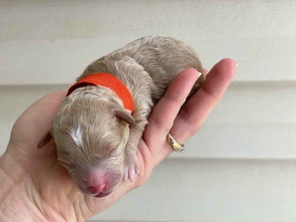 TEACUP GOLDENDOODLE PUPPIES, Precious Doodle Dogs, Teacup Doodle Dogs, Goldendoodle, Doodle Dog, Golden Doodles, Goldendoodle for sale, Goldendoodle puppies for sale, Miniature goldendoodle, goldendoodle puppies, mini goldendoodle, mini puppies, mini goldendoodle size, Mini Doodle Dogs, f1 goldendoodle, golden retriever poodle, chocolate goldendoodle, small doodles, goldendoodle temperament, goldendoodle colors, goldendoodle price, white goldendoodle, f2 goldendoodle, mini goldendoodle price, mini goldendoodle full grown, f1 mini goldendoodle, f1b goldendoodle, parti goldendoodle, goldendoodles near me, english goldendoodle, australian goldendoodle, red goldendoodle, doodle breeds, brown goldendoodle, goldendoodle cost, adult mini goldendoodle, golden noodle dog, doodle dog breeds, miniature golden doodle, miniature puppies, golden retriever poodle mix, A Star is Born, A star is born goldendoodle, a star is born dog, Bradley Cooper's Dog, Bradley Cooper Dog, Bradley Cooper's Goldendoodle, arizona goldendoodles, goldendoodle training, goldendoodle size, how big do mini goldendoodles get, goldendoodle full grown, baby goldendoodle, goldendoodle houston, golden doodles for sale, adult goldendoodle, apricot goldendoodle, goldendoodle grooming, mini golden doodles, goldendoodle shedding, f2b goldendoodle, goldendoodle hypoallergenic, goldendoodle names, english cream goldendoodle, golden retriever and poodle mix, mini goldendoodle puppies, micro goldendoodle, mini goldendoodle puppies for sale, miniature goldendoodle for sale, goldendoodle puppies for adoption, teddy bear goldendoodle, mini goldendoodle rescue, medium goldendoodle, black goldendoodle, mini goldendoodle for sale near me, goldendoodle puppies for sale near me, mini doodle, doodle puppies, mini goldendoodle for sale, goldendoodle breeders near me, miniature goldendoodle for sale near me, toy goldendoodle, petite goldendoodle, golden doodle dog, miniature goldendoodle puppies, mini goldendoodle puppies for sale near me, goldendoodles for sale near me, mini goldedoodle breeders, goldendoodle adoption, f1b mini goldendoodle, small goldendoodle, teacup goldendoodle, goldendoodle puppies near me, goldendoodle breeders, how to groom a goldendoodle, great doodle puppies, golden doodle mix, goldendoodle tampa, goldendoodle facts, white doodle dog, white goldendoodle puppy, mini goldendoodle maryland, country mini doodles, goldendoodle los angeles, toy labradoodle puppies for sale, types of goldendoodles, mini golden retriever puppies, golden goldendoodle, mini golden retriever puppies for sale, miniature australian goldendoodle, goldendoodle sacramento, goldendoodle omaha, labradoodle goldendoodle, f1 medium goldendoodle, BEST goldendoodles, pictures of mini goldendoodles, teacup goldendoodle full grown, micro mini goldendoodle full grown, toy goldendoodle price, goldendoodle chicago, retriever doodle, teacup goldendoodle puppies for sale, cute goldendoodle, mini teddy bear puppies, miniature goldendoodle full grown, f2 mini goldendoodle, goldendoodle spokane, mini goldendoodle chicago, micro mini goldendoodle, how nbig do miniature goldendoodles get, brown mini goldendoodle, mini doodle breeds, poodle doodle dog, what is a mini goldendoodle, black mini goldendoodle, mini irish doodle puppies for sale, f1b goldendoodle size, toy golden doodles, chocolate brown goldendoodle puppies for sale, petite goldendoodle full grown, goldendoodle behavior, american goldendoodle, f1b medium goldendoodle, goldendoodle puppy cost, cute goldendoodle puppies, goldendoodle indianapolis, teddy goldendoodle, mini goldendoodle weight, teddy bear golden doodles, f1b goldendoodle puppies for sale, miniature goldendoodle size, chocolate goldendoodle puppy, english cream mini goldendoodle, doodle puppies near me, red miniature goldendoodle, cream goldendoodle, goldendoodle puppy cut, mini goldendoodle hypoallergenic, dog breed goldendoodle, goldendoodle poodle mixes, goldendoodle allergies, goldendoodle info, sandy ridge goldendoodles, lakeshore goldendoodles, toy goldendoodle puppies for sale, labradoodle and goldendoodle, goldendoodle las vegas, goldendoodle phoenix, doodle breeders near me, miniature goldendoodle weight, black and white goldendoodle, sarasota goldendoodles, mini goldendoodle dallas, a goldendoodle, what is a goldendoodle, goldendoodle dallas, mini golden doodles for sale, ginger doodle puppy, how much does a mini goldendoodle cost, goldendoodle san antonio, goldendoodle photos, goldendoodle cuts, chocolate mini goldendoodle, all about goldendoodles, goldendoodle cincinnati, black doodle dog, goldendoodle weight, miniature goldendoodle breeders, goldendoodle information, miniature goldendoodle puppies for sale, doodle puppies for sale near me, black labradoodle puppies for sale, goldendoodle seattle, golden doodles near me, teacup goldendoodle for sale, golden retriever poodle puppy, goldendoodle rochester ny, goldendoodle and poodle mix, akc goldendoodle, goldendoodle kansas city, mini goldendoodle facts, goldendoodle austin, goldendoodle doodle, goldendoodle tulsa, curly goldendoodle, brown goldendoodle puppies, f1b labradoodle puppies for sale, red mini goldendoodle, goldendoodle poodle, chocolate goldendoodle for sale, tiny goldendoodle, goldendoodle puppies breeders, english goldendoodle puppies for sale, mini golden labradoodle, f1b mini teddy bear goldendoodles, red goldendoodle puppies for sale, miniature golden retriever breeders, f1 goldendoodles for sale, teacup goldendoodle puppies, toy mini goldendoodle, xs petite goldendoodle, f2 goldendoodle puppies for sale, mini goldendoodle cost, black goldendoodle for sale, english teddy bear goldendoodle, small doodle dogs, goldendoodle nashville, english goldendoodle puppies, golden retriever poodle mix for sale, red goldendoodle puppy, parti goldendoodles for sale, english cream goldendoodles for sale, doodle puppies for sale, golden retriever poodle mix puppies, goldendoodle tucson, f1b mini goldendoodle puppies for sale, mini goldendoodle breeders northeast, teddy bear goldendoodle, toy goldendoodle rescue, petite mini goldendoodle, goldendoodle stuff, mini goldendoodles near me, teddy bear goldendoodle puppies, f1 goldendoodle puppies, teddy bear goldendoodles for sale, silver goldendoodle, buy goldendoodle, mini golden doodle dog, teddy bear goldendoodles mini, micro mini goldendoodle puppies for sale, goldendoodle dogs for sale, best goldendoodle breeders, chocolate goldendoodle puppies for sale, doodle dogs for sale, toy goldendoodle puppies, mini doodle dog, toy goldendoodle breeders, doodles for sale, goldendoodle hypoallergenic dog, mini goldendoodle breeders near me, english goldendoodle breeders, f1b mini goldendoodle for sale, teacup goldendoodle price, petite goldendoodle for sale, mini english goldendoodle, mini goldendoodle info, miniature goldendoodle puppies for sale near me, black goldendoodle puppies for sale, f1 goldendoodle puppies for sale, Teacup Goldendoodles AL, Teacup Goldendoodles AK, Teacup Goldendoodles AZ, Teacup Goldendoodles AR, Teacup Goldendoodles CA, Teacup Goldendoodles CO, Teacup Goldendoodles CT, Teacup Goldendoodles DE, Teacup Goldendoodles FL, Teacup Goldendoodles GA, Teacup Goldendoodles HI, Teacup Goldendoodles ID, Teacup Goldendoodles IL, Teacup Goldendoodles IN, Teacup Goldendoodles IA, Teacup Goldendoodles KS, Teacup Goldendoodles KY, Teacup Goldendoodles LA, Teacup Goldendoodles ME, Teacup Goldendoodles MD, Teacup Goldendoodles MA, Teacup Goldendoodles MI, Teacup Goldendoodles MN, Teacup Goldendoodles MS, Teacup Goldendoodles MO, Teacup Goldendoodles MT, Teacup Goldendoodles NE, Teacup Goldendoodles NV, Teacup Goldendoodles NH, Teacup Goldendoodles NJ, Teacup Goldendoodles NM, Teacup Goldendoodles NY, Teacup Goldendoodles NC, Teacup Goldendoodles ND, Teacup Goldendoodles OH, Teacup Goldendoodles OK, Teacup Goldendoodles OR, Teacup Goldendoodles PA, Teacup Goldendoodles RI, Teacup Goldendoodles SC, Teacup Goldendoodles SD, Teacup Goldendoodles TN, Teacup Goldendoodles TX, Teacup Goldendoodles UT, Teacup Goldendoodles VT, Teacup Goldendoodles VA, Teacup Goldendoodles WA, Teacup Goldendoodles WV, Teacup Goldendoodles WI, Teacup Goldendoodles WY, Teacup Golden Doodles AL, Teacup Golden Doodles AK, Teacup Golden Doodles AZ, Teacup Golden Doodles AR, Teacup Golden Doodles CA, Teacup Golden Doodles CO, Teacup Golden Doodles CT, Teacup Golden Doodles DE, Teacup Golden Doodles FL, Teacup Golden Doodles GA, Teacup Golden Doodles HI, Teacup Golden Doodles ID, Teacup Golden Doodles IL, Teacup Golden Doodles IN, Teacup Golden Doodles IA, Teacup Golden Doodles KS, Teacup Golden Doodles KY, Teacup Golden Doodles LA, Teacup Golden Doodles ME, Teacup Golden Doodles MD, Teacup Golden Doodles MA, Teacup Golden Doodles MI, Teacup Golden Doodles MN, Teacup Golden Doodles MS, Teacup Golden Doodles MO, Teacup Golden Doodles MT, Teacup Golden Doodles NE, Teacup Golden Doodles NV, Teacup Golden Doodles NH, Teacup Golden Doodles NJ, Teacup Golden Doodles NM, Teacup Golden Doodles NY, Teacup Golden Doodles NC, Teacup Golden Doodles ND, Teacup Golden Doodles OH, Teacup Golden Doodles OK, Teacup Golden Doodles OR, Teacup Golden Doodles PA, Teacup Golden Doodles RI, Teacup Golden Doodles SC, Teacup Golden Doodles SD, Teacup Golden Doodles TN, Teacup Golden Doodles TX, Teacup Golden Doodles UT, Teacup Golden Doodles VT, Teacup Golden Doodles VA, Teacup Golden Doodles WA, Teacup Golden Doodles WV, Teacup Golden Doodles WI, Teacup Golden Doodles WY, Toy Goldendoodle Alabama, Toy Goldendoodle Alaska, Toy Goldendoodle Arizona, Toy Goldendoodle Arkansas, Toy Goldendoodle California, Toy Goldendoodle Colorado, Toy Goldendoodle Connecticut, Toy Goldendoodle Delaware, Toy Goldendoodle Florida, Toy Goldendoodle Georgia, Toy Goldendoodle Hawaii, Toy Goldendoodle Idaho, Toy Goldendoodle Illinois, Toy Goldendoodle Indiana, Toy Goldendoodle Iowa, Toy Goldendoodle Kansas, Toy Goldendoodle Kentucky, Toy Goldendoodle Louisiana, Toy Goldendoodle Maine, Toy Goldendoodle Maryland, Toy Goldendoodle Massachusetts, Toy Goldendoodle Michigan, Toy Goldendoodle Minnesota, Toy Goldendoodle Mississippi, Toy Goldendoodle Missouri, Toy Goldendoodle Montana, Toy Goldendoodle Nebraska, Toy Goldendoodle Nevada, Toy Goldendoodle New Hampshire, Toy Goldendoodle New Jersey, Toy Goldendoodle New Mexico, Toy Goldendoodle New York, Toy Goldendoodle North Carolina, Toy Goldendoodle North Dakota, Toy Goldendoodle Ohio, Toy Goldendoodle Oklahoma, Toy Goldendoodle Oregon, Toy Goldendoodle Pennsylvania, Toy Goldendoodle Rhode Island, Toy Goldendoodle South Carolina, Toy Goldendoodle South Dakota, Toy Goldendoodle Tennessee, Toy Goldendoodle Texas, Toy Goldendoodle Utah, Toy Goldendoodle Vermont, Toy Goldendoodle Virginia, Toy Goldendoodle Washington, Toy Goldendoodle West Virginia, Toy Goldendoodle Wisconsin, Toy Goldendoodle Wyoming, Teacup Goldendoodle breeders AL, Teacup Goldendoodle breeders AK, Teacup Goldendoodle breeders AZ, Teacup Goldendoodle breeders AR, Teacup Goldendoodle breeders CA, Teacup Goldendoodle breeders CO, Teacup Goldendoodle breeders CT, Teacup Goldendoodle breeders DE, Teacup Goldendoodle breeders FL, Teacup Goldendoodle breeders GA, Teacup Goldendoodle breeders HI, Teacup Goldendoodle breeders ID, Teacup Goldendoodle breeders IL, Teacup Goldendoodle breeders IN, Teacup Goldendoodle breeders IA, Teacup Goldendoodle breeders KS, Teacup Goldendoodle breeders KY, Teacup Goldendoodle breeders LA, Teacup Goldendoodle breeders ME, Teacup Goldendoodle breeders MD, Teacup Goldendoodle breeders MA, Teacup Goldendoodle breeders MI, Teacup Goldendoodle breeders MN, Teacup Goldendoodle breeders MS, Teacup Goldendoodle breeders MO, Teacup Goldendoodle breeders MT, Teacup Goldendoodle breeders NE, Teacup Goldendoodle breeders NV, Teacup Goldendoodle breeders NH, Teacup Goldendoodle breeders NJ, Teacup Goldendoodle breeders NM, Teacup Goldendoodle breeders NY, Teacup Goldendoodle breeders NC, Teacup Goldendoodle breeders ND, Teacup Goldendoodle breeders OH, Teacup Goldendoodle breeders OK, Teacup Goldendoodle breeders OR, Teacup Goldendoodle breeders PA, Teacup Goldendoodle breeders RI, Teacup Goldendoodle breeders SC, Teacup Goldendoodle breeders SD, Teacup Goldendoodle breeders TN, Teacup Goldendoodle breeders TX, Teacup Goldendoodle breeders UT, Teacup Goldendoodle breeders VT, Teacup Goldendoodle breeders VA, Teacup Goldendoodle breeders WA, Teacup Goldendoodle breeders WV, Teacup Goldendoodle breeders WI, Teacup Goldendoodle breeders WY, Teacup Golden doodle puppies for sale in AL, Teacup Golden doodle puppies for sale in AK, Teacup Golden doodle puppies for sale in AZ, Teacup Golden doodle puppies for sale in AR, Teacup Golden doodle puppies for sale in CA, Teacup Golden doodle puppies for sale in CO, Teacup Golden doodle puppies for sale in CT, Teacup Golden doodle puppies for sale in DE, Teacup Golden doodle puppies for sale in FL, Teacup Golden doodle puppies for sale in GA, Teacup Golden doodle puppies for sale in HI, Teacup Golden doodle puppies for sale in ID, Teacup Golden doodle puppies for sale in IL, Teacup Golden doodle puppies for sale in IN, Teacup Golden doodle puppies for sale in IA, Teacup Golden doodle puppies for sale in KS, Teacup Golden doodle puppies for sale in KY, Teacup Golden doodle puppies for sale in LA, Teacup Golden doodle puppies for sale in ME, Teacup Golden doodle puppies for sale in MD, Teacup Golden doodle puppies for sale in MA, Teacup Golden doodle puppies for sale in MI, Teacup Golden doodle puppies for sale in MN, Teacup Golden doodle puppies for sale in MS, Teacup Golden doodle puppies for sale in MO, Teacup Golden doodle puppies for sale in MT, Teacup Golden doodle puppies for sale in NE, Teacup Golden doodle puppies for sale in NV, Teacup Golden doodle puppies for sale in NH, Teacup Golden doodle puppies for sale in NJ, Teacup Golden doodle puppies for sale in NM, Teacup Golden doodle puppies for sale in NY, Teacup Golden doodle puppies for sale in NC, Teacup Golden doodle puppies for sale in ND, Teacup Golden doodle puppies for sale in OH, Teacup Golden doodle puppies for sale in OK, Teacup Golden doodle puppies for sale in OR, Teacup Golden doodle puppies for sale in PA, Teacup Golden doodle puppies for sale in RI, Teacup Golden doodle puppies for sale in SC, Teacup Golden doodle puppies for sale in SD, Teacup Golden doodle puppies for sale in TN, Teacup Golden doodle puppies for sale in TX, Teacup Golden doodle puppies for sale in UT, Teacup Golden doodle puppies for sale in VT, Teacup Golden doodle puppies for sale in VA, Teacup Golden doodle puppies for sale in WA, Teacup Golden doodle puppies for sale in WV, Teacup Golden doodle puppies for sale in WI, Teacup Golden doodle puppies for sale in WY, Teacup Goldendoodles for sale in AL, Teacup Goldendoodles for sale in AK, Teacup Goldendoodles for sale in AZ, Teacup Goldendoodles for sale in AR, Teacup Goldendoodles for sale in CA, Teacup Goldendoodles for sale in CO, Teacup Goldendoodles for sale in CT, Teacup Goldendoodles for sale in DE, Teacup Goldendoodles for sale in FL, Teacup Goldendoodles for sale in GA, Teacup Goldendoodles for sale in HI, Teacup Goldendoodles for sale in ID, Teacup Goldendoodles for sale in IL, Teacup Goldendoodles for sale in IN, Teacup Goldendoodles for sale in IA, Teacup Goldendoodles for sale in KS, Teacup Goldendoodles for sale in KY, Teacup Goldendoodles for sale in LA, Teacup Goldendoodles for sale in ME, Teacup Goldendoodles for sale in MD, Teacup Goldendoodles for sale in MA, Teacup Goldendoodles for sale in MI, Teacup Goldendoodles for sale in MN, Teacup Goldendoodles for sale in MS, Teacup Goldendoodles for sale in MO, Teacup Goldendoodles for sale in MT, Teacup Goldendoodles for sale in NE, Teacup Goldendoodles for sale in NV, Teacup Goldendoodles for sale in NH, Teacup Goldendoodles for sale in NJ, Teacup Goldendoodles for sale in NM, Teacup Goldendoodles for sale in NY, Teacup Goldendoodles for sale in NC, Teacup Goldendoodles for sale in ND, Teacup Goldendoodles for sale in OH, Teacup Goldendoodles for sale in OK, Teacup Goldendoodles for sale in OR, Teacup Goldendoodles for sale in PA, Teacup Goldendoodles for sale in RI, Teacup Goldendoodles for sale in SC, Teacup Goldendoodles for sale in SD, Teacup Goldendoodles for sale in TN, Teacup Goldendoodles for sale in TX, Teacup Goldendoodles for sale in UT, Teacup Goldendoodles for sale in VT, Teacup Goldendoodles for sale in VA, Teacup Goldendoodles for sale in WA, Teacup Goldendoodles for sale in WV, Teacup Goldendoodles for sale in WI, Teacup Goldendoodles for sale in WY, Teacup Goldendoodle Alabama, Teacup Goldendoodle Alaska, Teacup Goldendoodle Arizona, Teacup Goldendoodle Arkansas, Teacup Goldendoodle California, Teacup Goldendoodle Colorado, Teacup Goldendoodle Connecticut, Teacup Goldendoodle Delaware, Teacup Goldendoodle Florida, Teacup Goldendoodle Georgia, Teacup Goldendoodle Hawaii, Teacup Goldendoodle Idaho, Teacup Goldendoodle Illinois, Teacup Goldendoodle Indiana, Teacup Goldendoodle Iowa, Teacup Goldendoodle Kansas, Teacup Goldendoodle Kentucky, Teacup Goldendoodle Louisiana, Teacup Goldendoodle Maine, Teacup Goldendoodle Maryland, Teacup Goldendoodle Massachusetts, Teacup Goldendoodle Michigan, Teacup Goldendoodle Minnesota, Teacup Goldendoodle Mississippi, Teacup Goldendoodle Missouri, Teacup Goldendoodle Montana, Teacup Goldendoodle Nebraska, Teacup Goldendoodle Nevada, Teacup Goldendoodle New Hampshire, Teacup Goldendoodle New Jersey, Teacup Goldendoodle New Mexico, Teacup Goldendoodle New York, Teacup Goldendoodle North Carolina, Teacup Goldendoodle North Dakota, Teacup Goldendoodle Ohio, Teacup Goldendoodle Oklahoma, Teacup Goldendoodle Oregon, Teacup Goldendoodle Pennsylvania, Teacup Goldendoodle Rhode Island, Teacup Goldendoodle South Carolina, Teacup Goldendoodle South Dakota, Teacup Goldendoodle Tennessee, Teacup Goldendoodle Texas, Teacup Goldendoodle Utah, Teacup Goldendoodle Vermont, Teacup Goldendoodle Virginia, Teacup Goldendoodle Washington, Teacup Goldendoodle West Virginia, Teacup Goldendoodle Wisconsin, Teacup Goldendoodle Wyoming, Goldendoodle Breeders AL, Goldendoodle Breeders AK, Goldendoodle Breeders AZ, Goldendoodle Breeders AR, Goldendoodle Breeders CA, Goldendoodle Breeders CO, Goldendoodle Breeders CT, Goldendoodle Breeders DE, Goldendoodle Breeders FL, Goldendoodle Breeders GA, Goldendoodle Breeders HI, Goldendoodle Breeders ID, Goldendoodle Breeders IL, Goldendoodle Breeders IN, Goldendoodle Breeders IA, Goldendoodle Breeders KS, Goldendoodle Breeders KY, Goldendoodle Breeders LA, Goldendoodle Breeders ME, Goldendoodle Breeders MD, Goldendoodle Breeders MA, Goldendoodle Breeders MI, Goldendoodle Breeders MN, Goldendoodle Breeders MS, Goldendoodle Breeders MO, Goldendoodle Breeders MT, Goldendoodle Breeders NE, Goldendoodle Breeders NV, Goldendoodle Breeders NH, Goldendoodle Breeders NJ, Goldendoodle Breeders NM, Goldendoodle Breeders NY, Goldendoodle Breeders NC, Goldendoodle Breeders ND, Goldendoodle Breeders OH, Goldendoodle Breeders OK, Goldendoodle Breeders OR, Goldendoodle Breeders PA, Goldendoodle Breeders RI, Goldendoodle Breeders SC, Goldendoodle Breeders SD, Goldendoodle Breeders TN, Goldendoodle Breeders TX, Goldendoodle Breeders UT, Goldendoodle Breeders VT, Goldendoodle Breeders VA, Goldendoodle Breeders WA, Goldendoodle Breeders WV, Goldendoodle Breeders WI, Goldendoodle Breeders WY, Teacup Golden doodles for sale in AL, Teacup Golden doodles for sale in AK, Teacup Golden doodles for sale in AZ, Teacup Golden doodles for sale in AR, Teacup Golden doodles for sale in CA, Teacup Golden doodles for sale in CO, Teacup Golden doodles for sale in CT, Teacup Golden doodles for sale in DE, Teacup Golden doodles for sale in FL, Teacup Golden doodles for sale in GA, Teacup Golden doodles for sale in HI, Teacup Golden doodles for sale in ID, Teacup Golden doodles for sale in IL, Teacup Golden doodles for sale in IN, Teacup Golden doodles for sale in IA, Teacup Golden doodles for sale in KS, Teacup Golden doodles for sale in KY, Teacup Golden doodles for sale in LA, Teacup Golden doodles for sale in ME, Teacup Golden doodles for sale in MD, Teacup Golden doodles for sale in MA, Teacup Golden doodles for sale in MI, Teacup Golden doodles for sale in MN, Teacup Golden doodles for sale in MS, Teacup Golden doodles for sale in MO, Teacup Golden doodles for sale in MT, Teacup Golden doodles for sale in NE, Teacup Golden doodles for sale in NV, Teacup Golden doodles for sale in NH, Teacup Golden doodles for sale in NJ, Teacup Golden doodles for sale in NM, Teacup Golden doodles for sale in NY, Teacup Golden doodles for sale in NC, Teacup Golden doodles for sale in ND, Teacup Golden doodles for sale in OH, Teacup Golden doodles for sale in OK, Teacup Golden doodles for sale in OR, Teacup Golden doodles for sale in PA, Teacup Golden doodles for sale in RI, Teacup Golden doodles for sale in SC, Teacup Golden doodles for sale in SD, Teacup Golden doodles for sale in TN, Teacup Golden doodles for sale in TX, Teacup Golden doodles for sale in UT, Teacup Golden doodles for sale in VT, Teacup Golden doodles for sale in VA, Teacup Golden doodles for sale in WA, Teacup Golden doodles for sale in WV, Teacup Golden doodles for sale in WI, Teacup Golden doodles for sale in WY,
