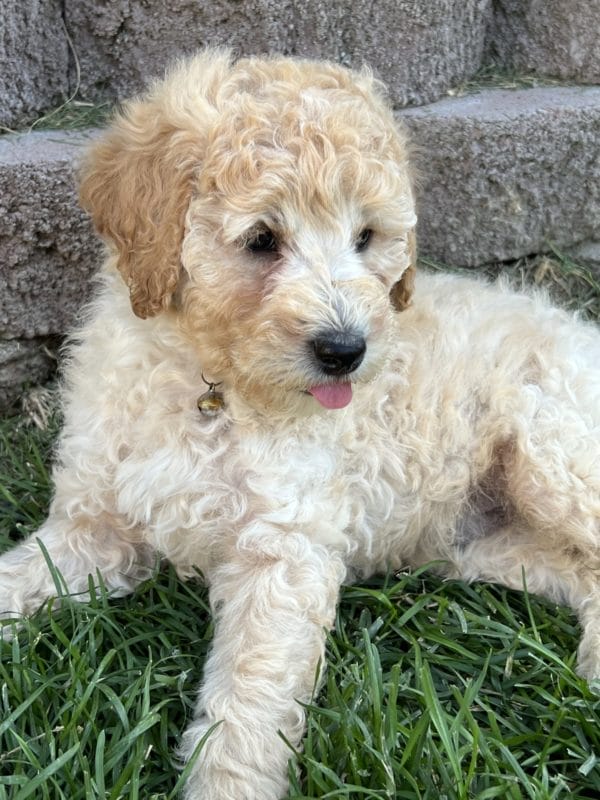 Augie - Mini Goldendoodle Boy - Image 9