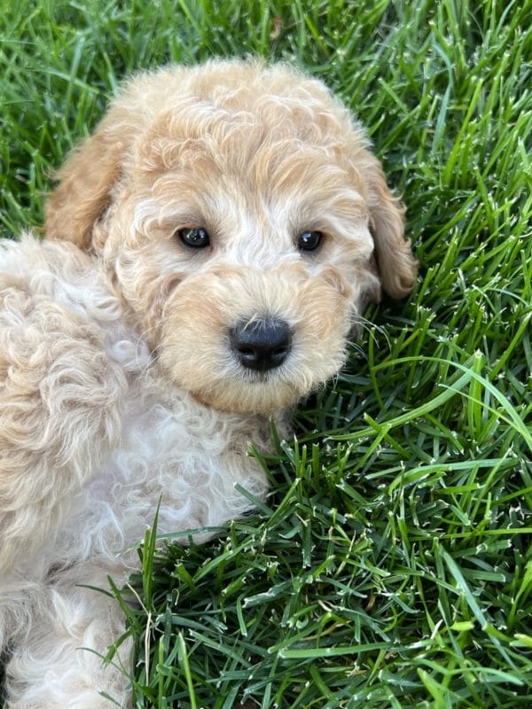 Alfonso - Mini Goldendoodle Boy - Image 11