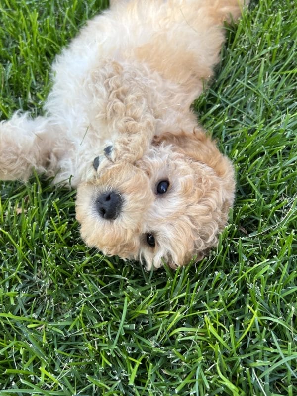 Alfonso - Mini Goldendoodle Boy - Image 12