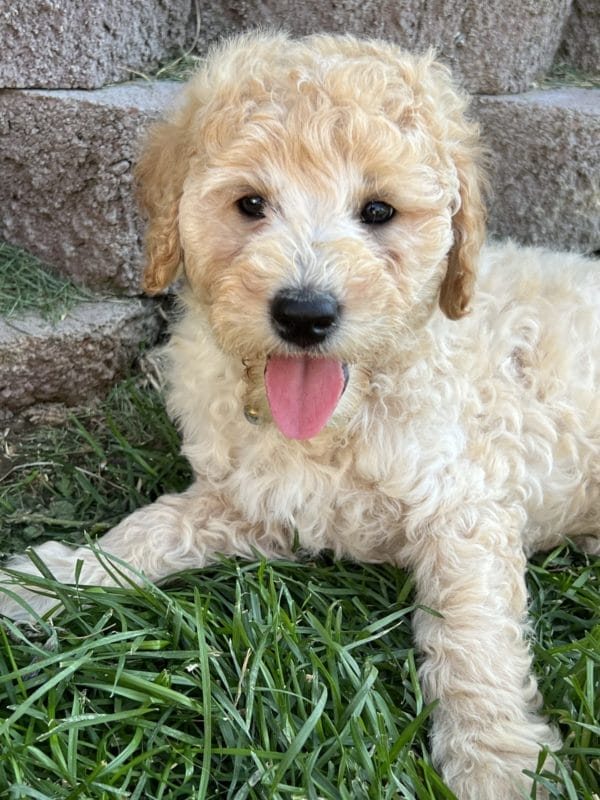 Augie - Mini Goldendoodle Boy - Image 8