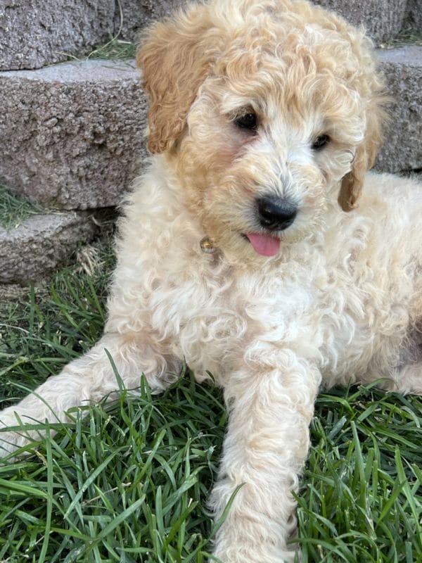 Augie - Mini Goldendoodle Boy - Image 10