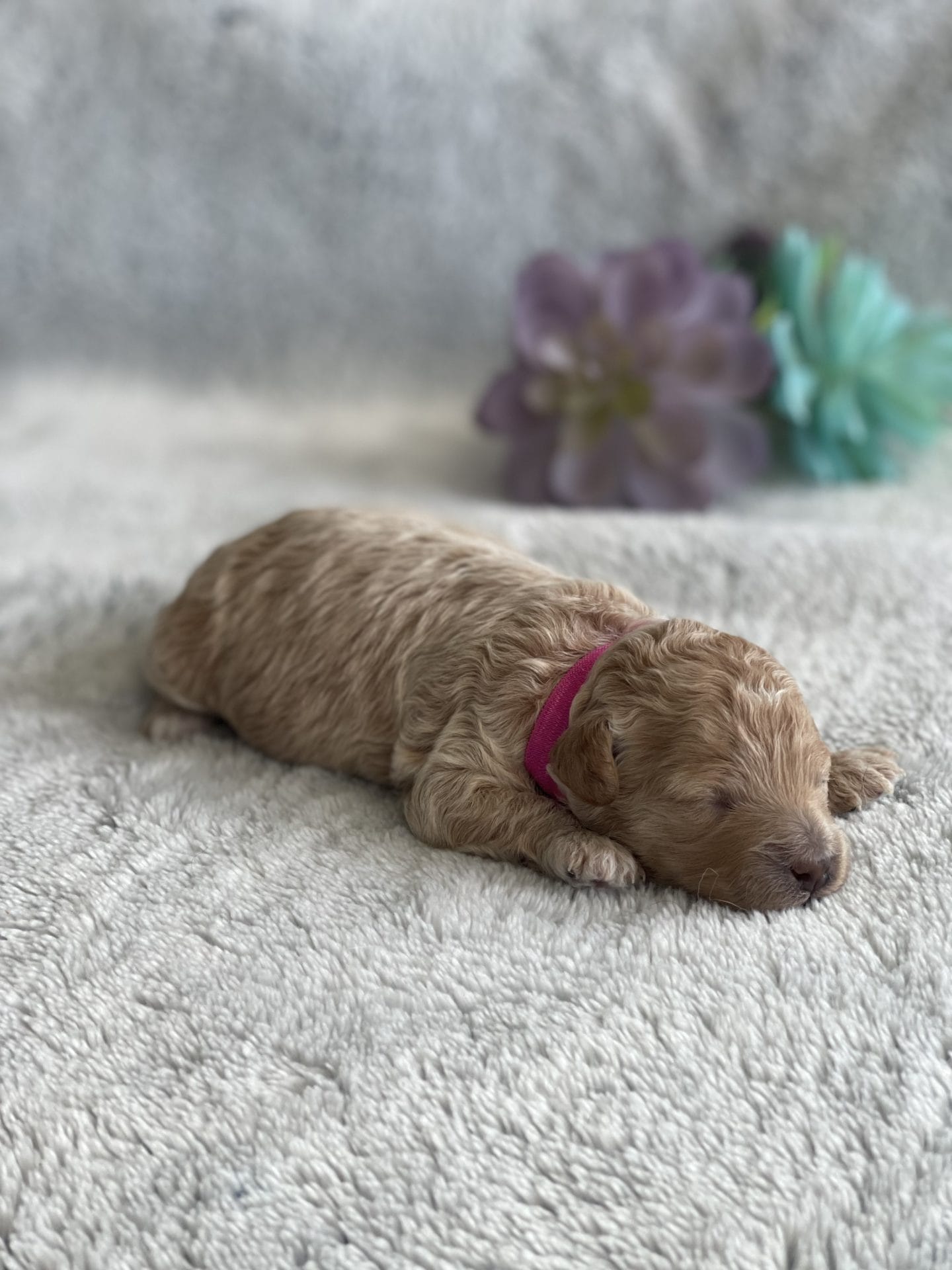 Ivy - Micro Labradoodle Girl - Image 2