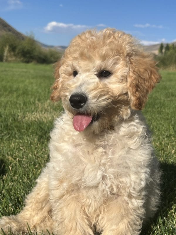 Augie - Mini Goldendoodle Boy