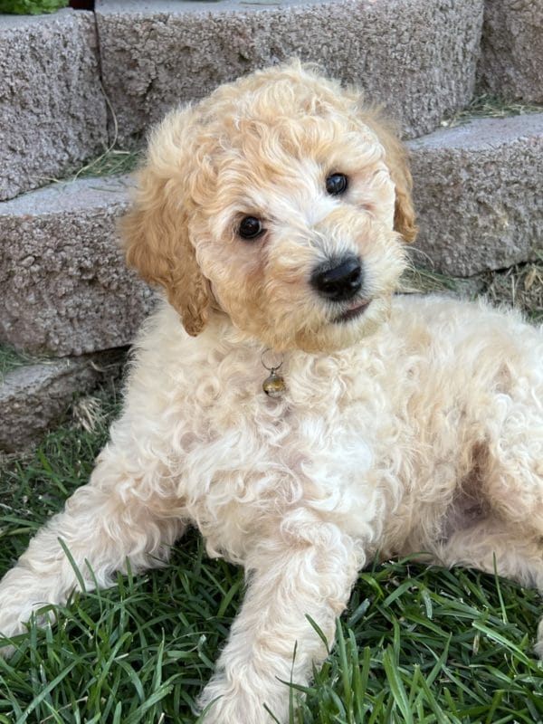 Augie - Mini Goldendoodle Boy - Image 7