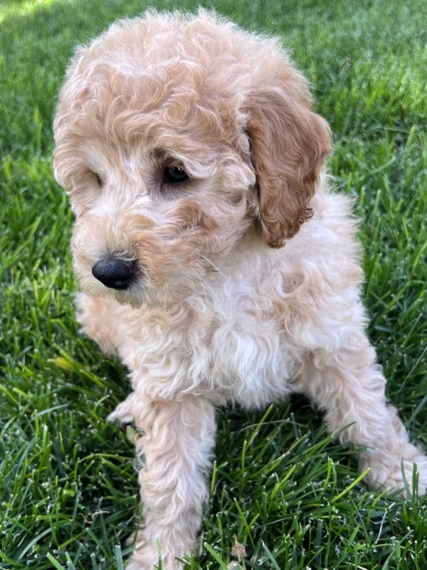 Alfonso - Mini Goldendoodle Boy - Image 13