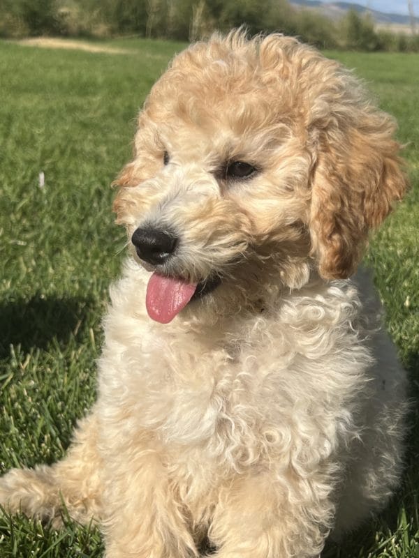 Augie - Mini Goldendoodle Boy - Image 13