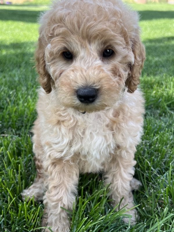 Alfonso - Mini Goldendoodle Boy