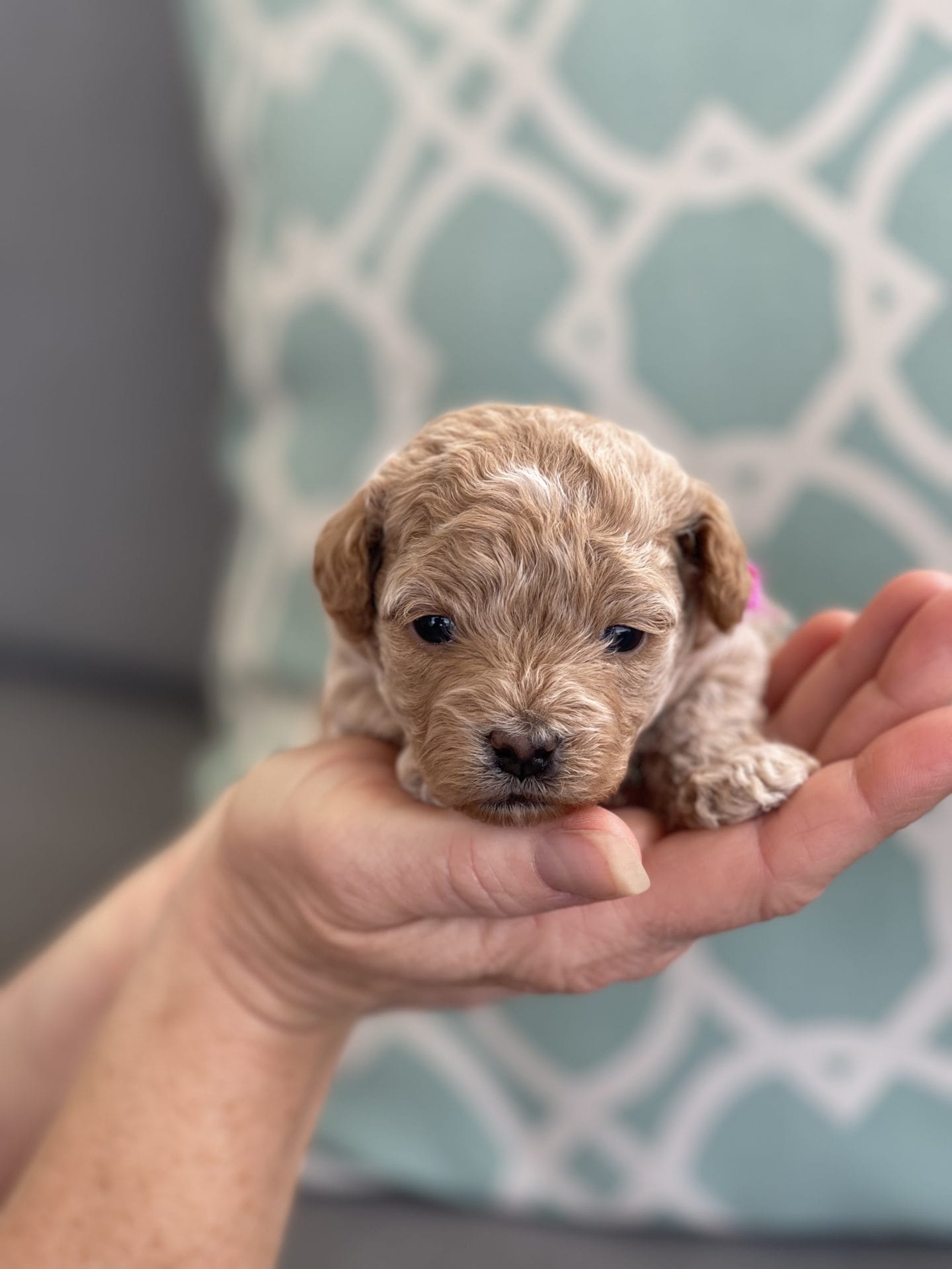 Ivy - Micro Labradoodle Girl - Image 9