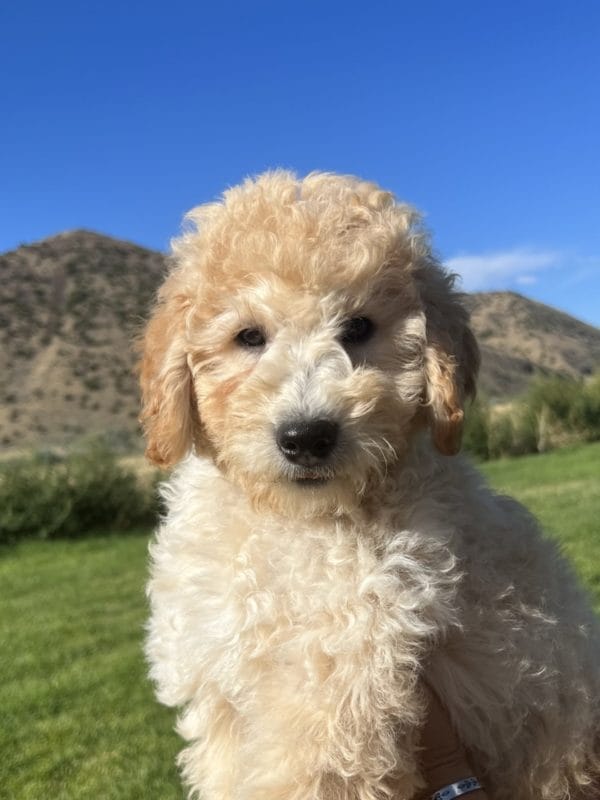 Augie - Mini Goldendoodle Boy - Image 11