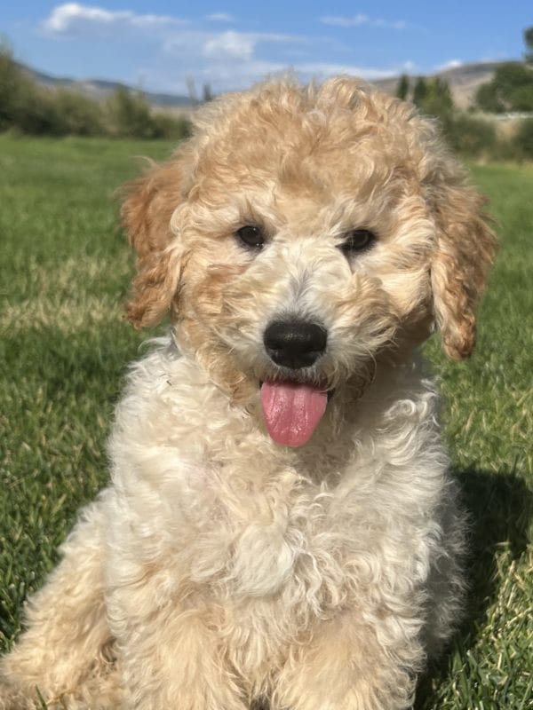 Augie - Mini Goldendoodle Boy - Image 14