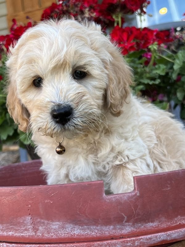 Ace - Mini Goldendoodle Boy - Image 12
