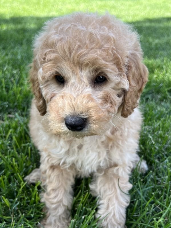 Alfonso - Mini Goldendoodle Boy - Image 10