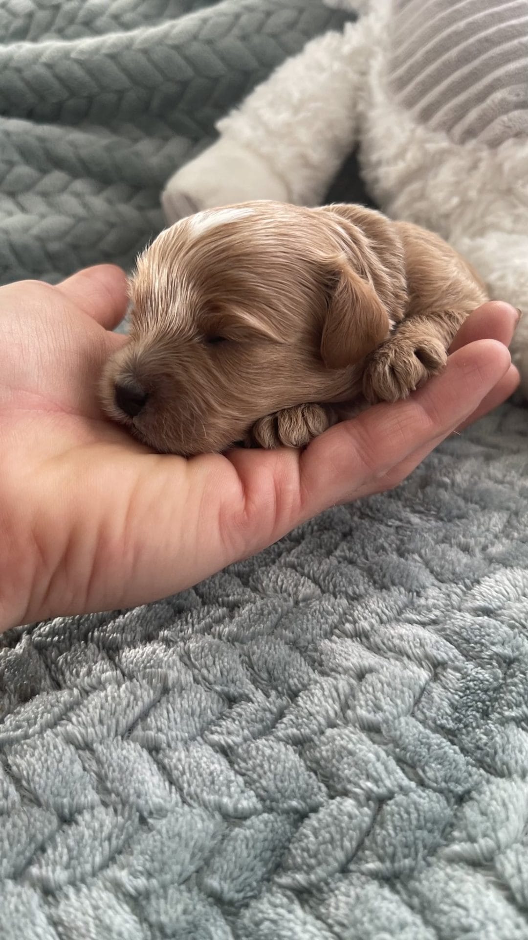 Pan - Teacup Cavapoo Boy - Image 10