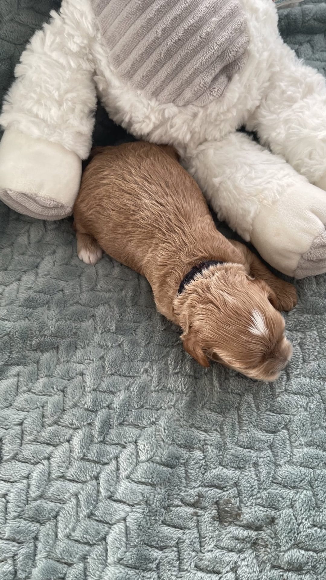 Pan - Teacup Cavapoo Boy - Image 8