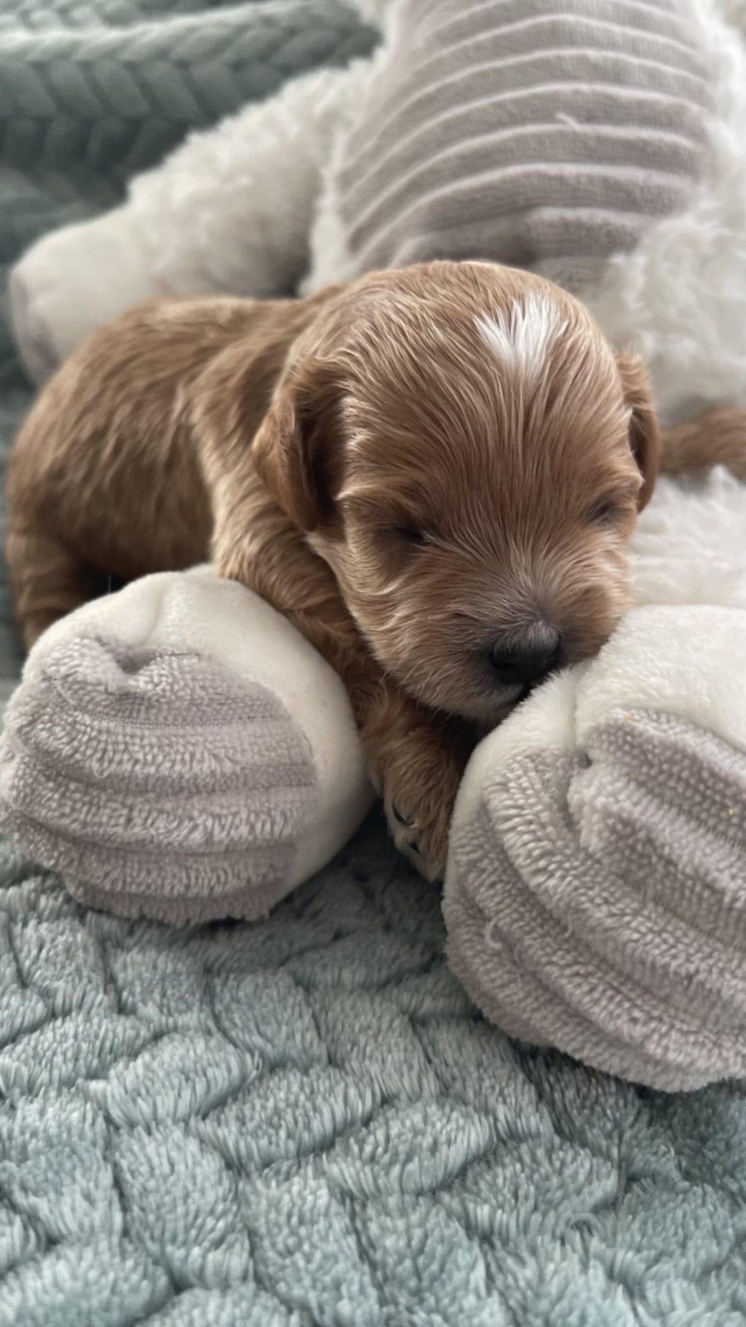 Pan - Teacup Cavapoo Boy - Image 7