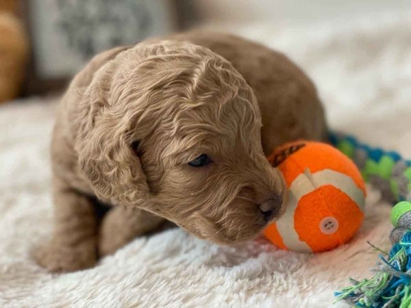 Bug - Mini Goldendoodle Boy - Image 9