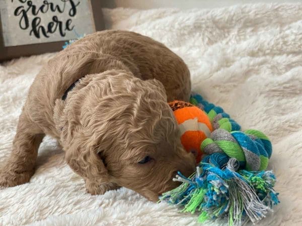 Bug - Mini Goldendoodle Boy - Image 8