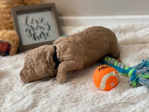 Bug - Mini Goldendoodle Boy - Image 7