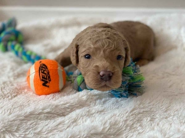 Bug - Mini Goldendoodle Boy - Image 6