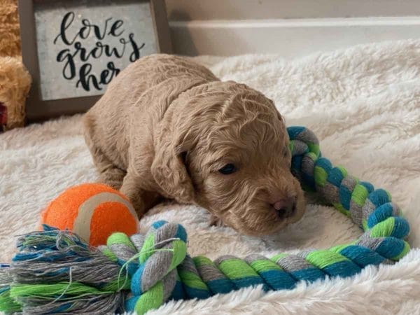 Bug - Mini Goldendoodle Boy - Image 5