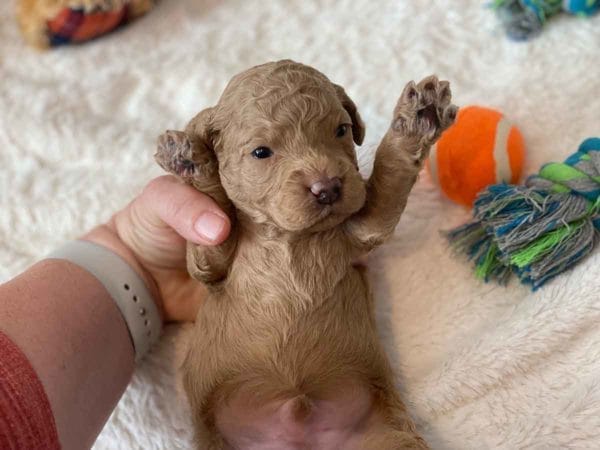 Bug - Mini Goldendoodle Boy - Image 2