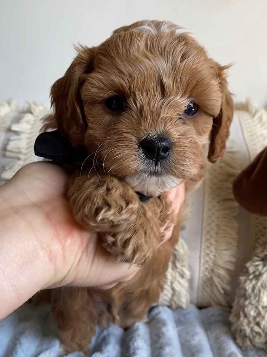 Pan - Teacup Cavapoo Boy - Image 3