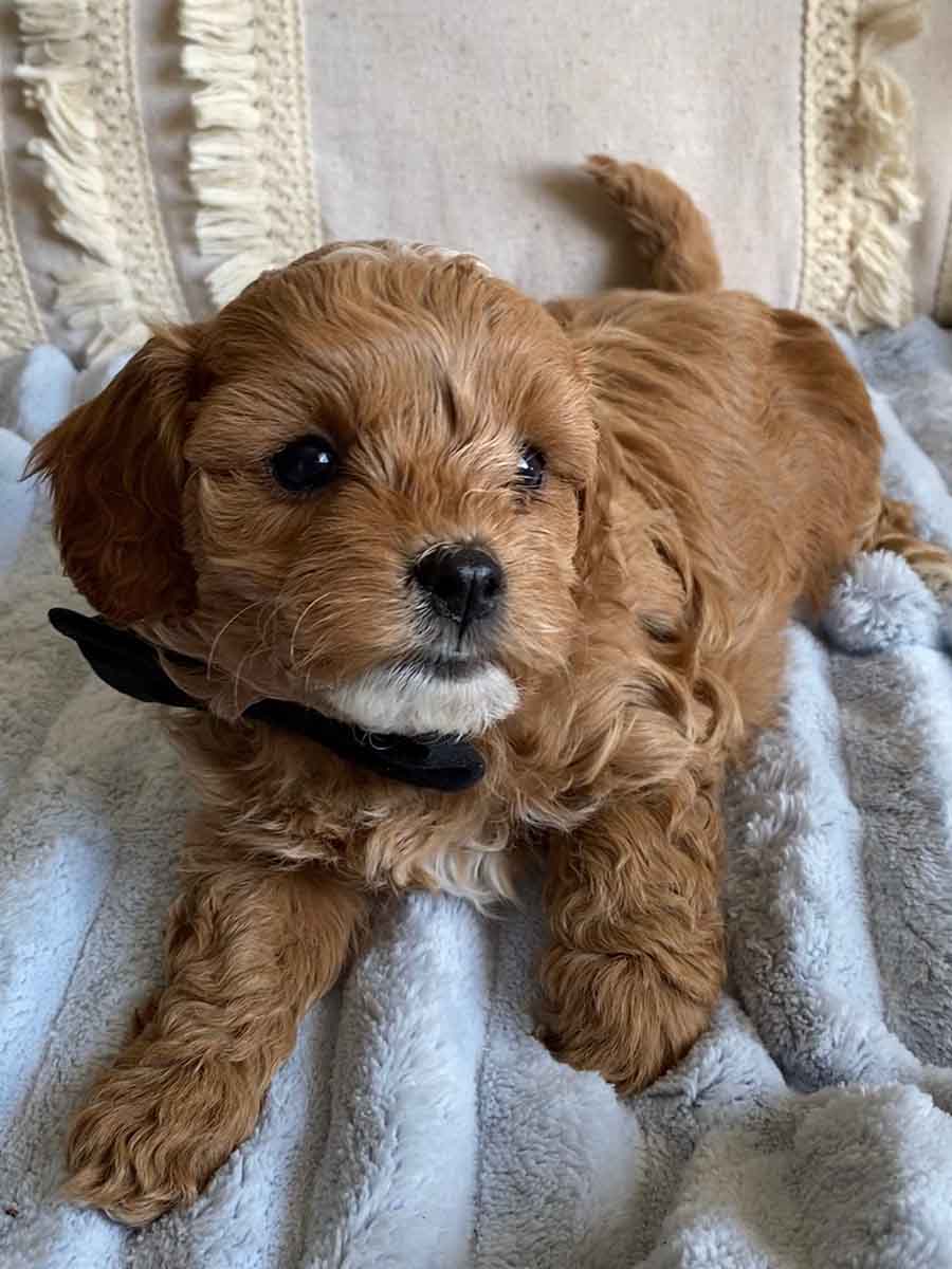 Pan - Teacup Cavapoo Boy - Image 4