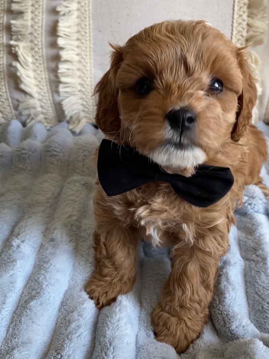 Pan - Teacup Cavapoo Boy - Image 5