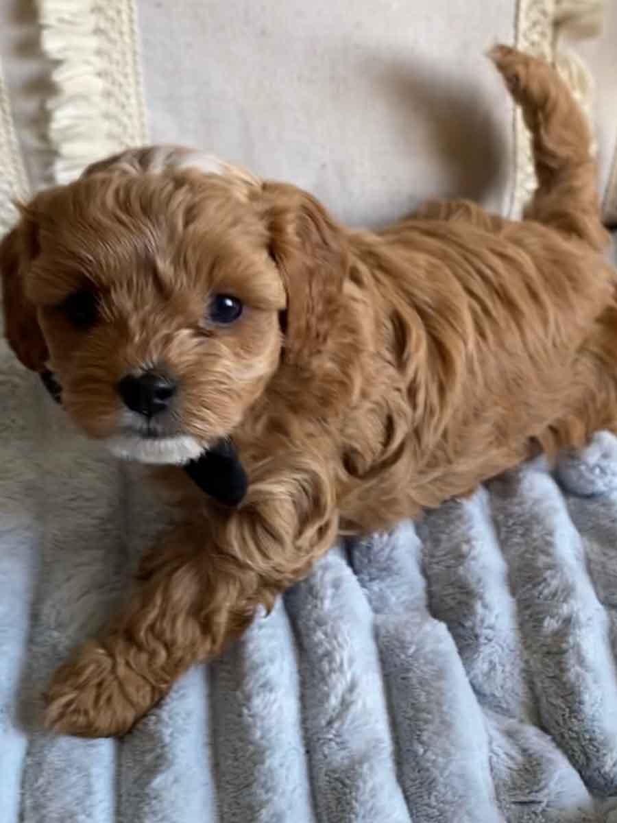 Pan - Teacup Cavapoo Boy - Image 2