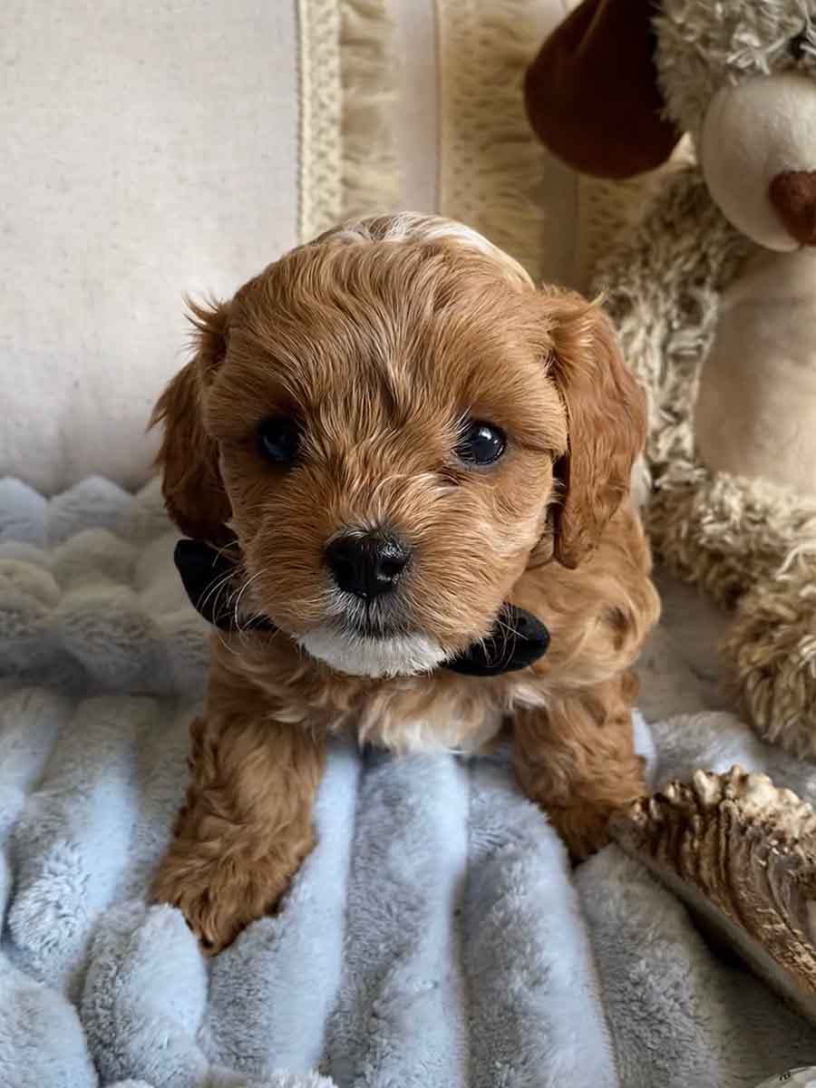 Pan - Teacup Cavapoo Boy