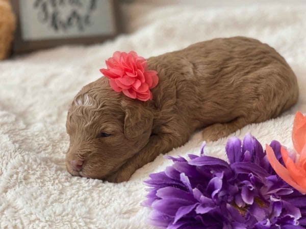 Porcha - Toy Goldendoodle Girl - Image 9