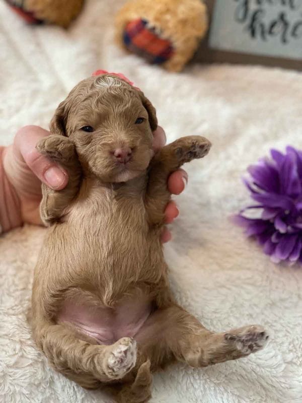 Porcha - Toy Goldendoodle Girl - Image 5