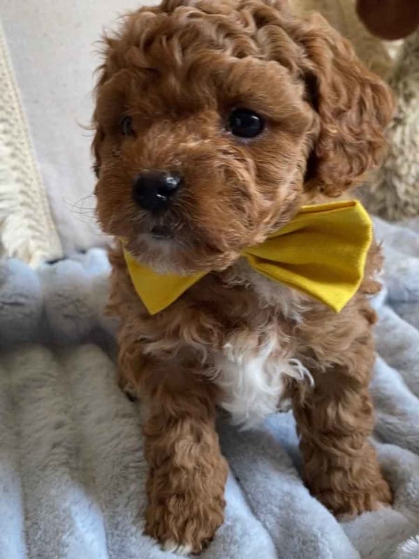 Smee - Teacup Cavapoo Boy - Image 6
