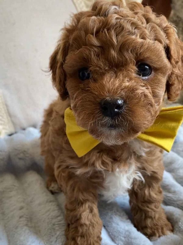 Smee - Teacup Cavapoo Boy