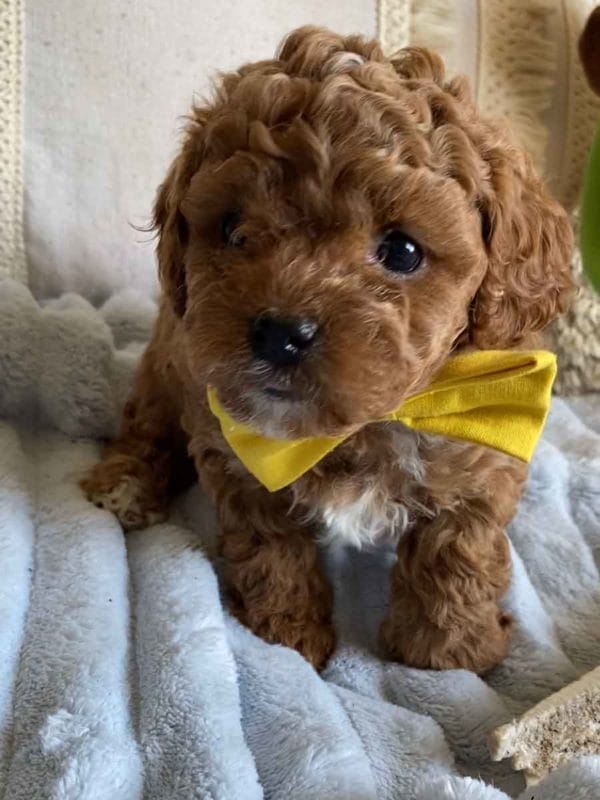 Smee - Teacup Cavapoo Boy - Image 2