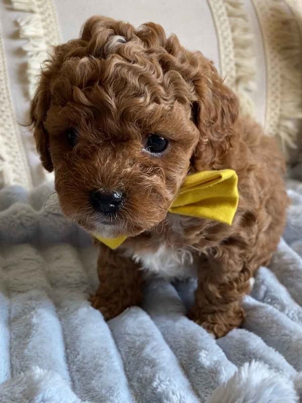 Smee - Teacup Cavapoo Boy - Image 5