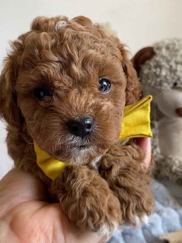 Smee - Teacup Cavapoo Boy - Image 4