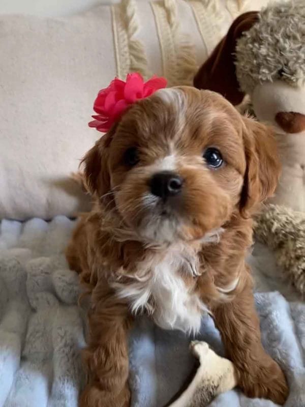 Tiger Lilly - Teacup Cavapoo Girl - Image 2