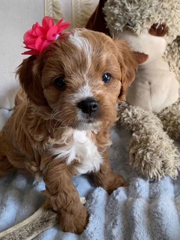 Tiger Lilly - Teacup Cavapoo Girl