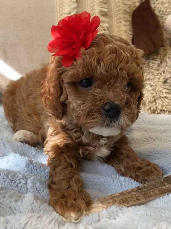 Wendy - Teacup Cavapoo Girl - Image 2
