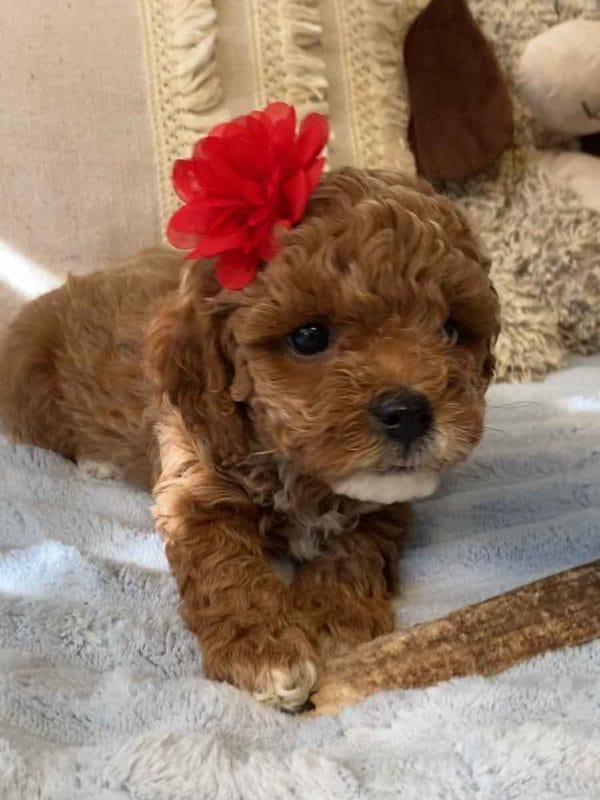 Wendy - Teacup Cavapoo Girl