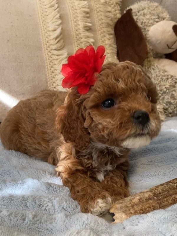 Wendy - Teacup Cavapoo Girl - Image 6