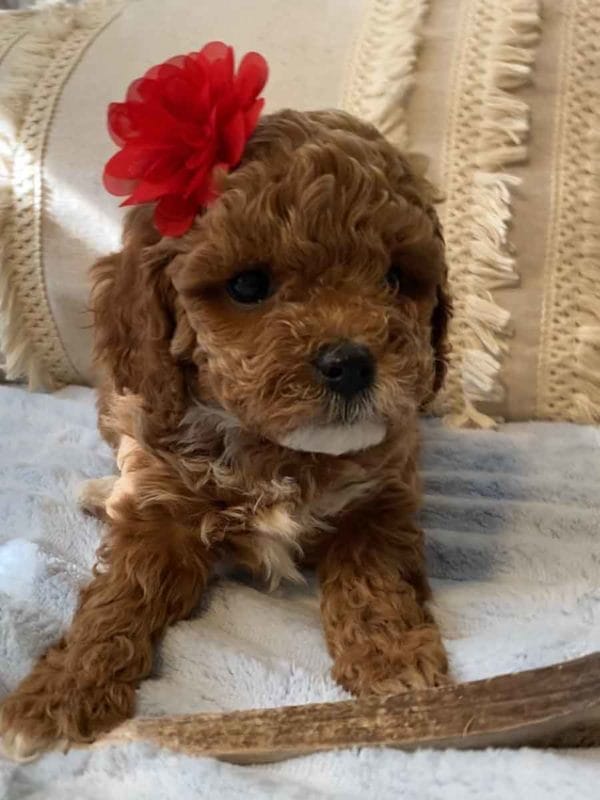 Wendy - Teacup Cavapoo Girl - Image 4
