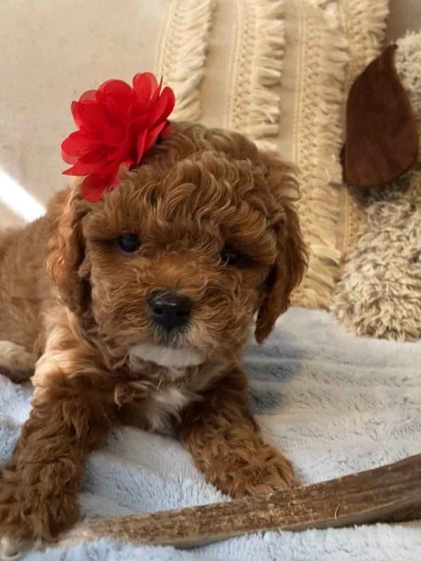 Wendy - Teacup Cavapoo Girl - Image 5